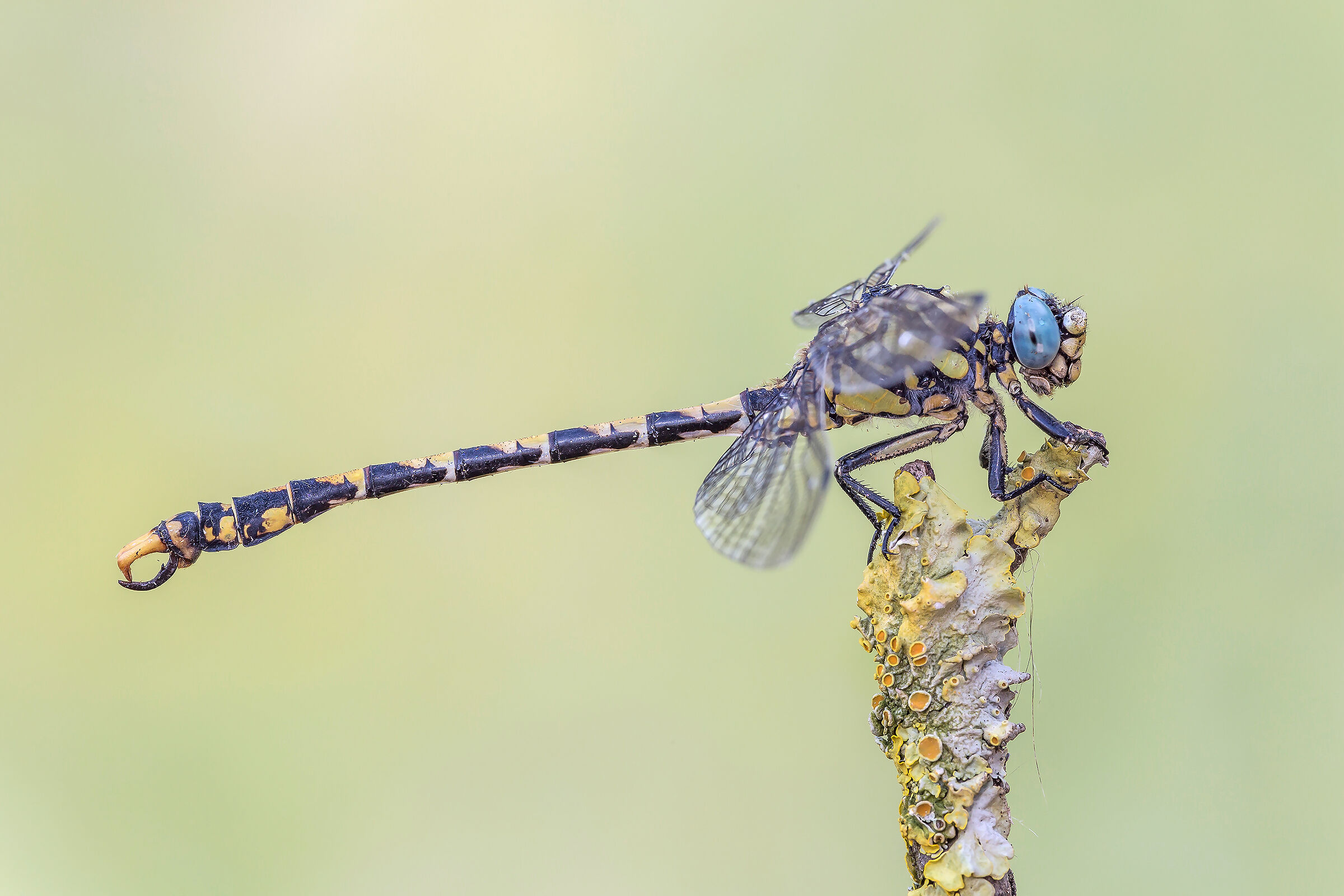 Onychogomphus uncatus
