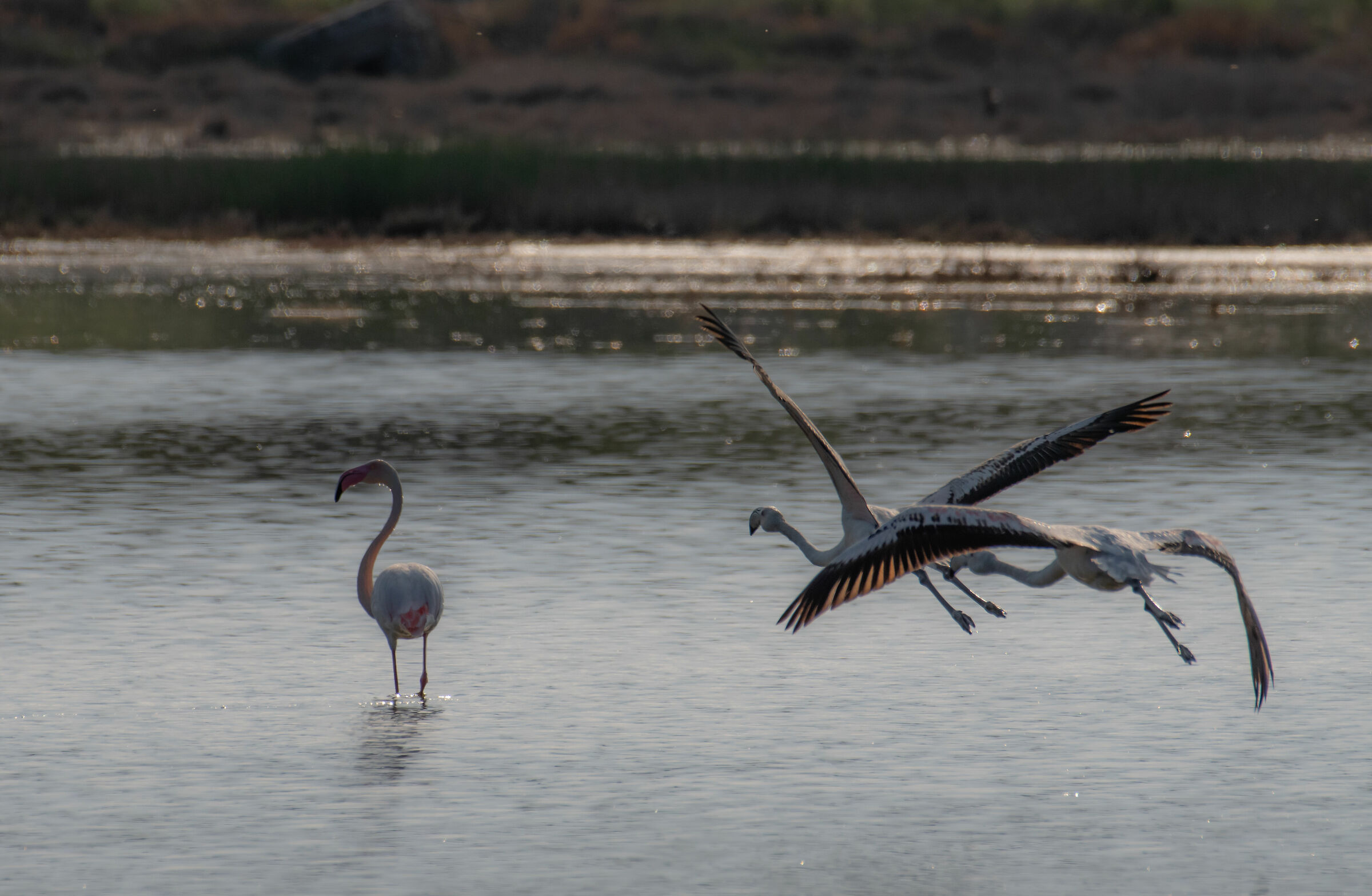 flamingos in light.