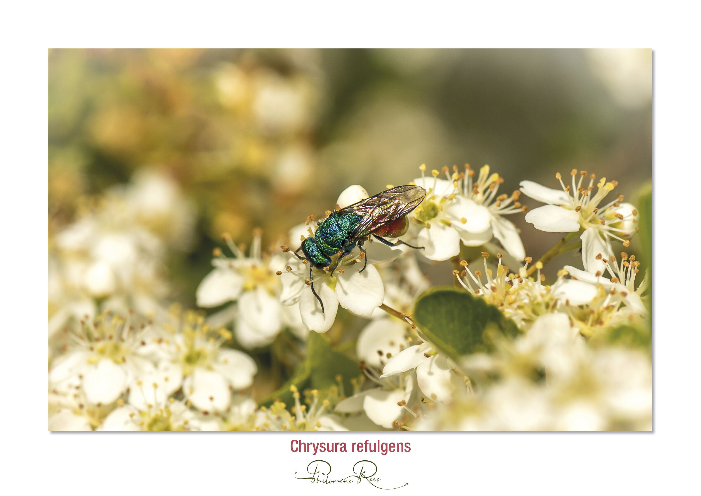 Chrysura refulgens