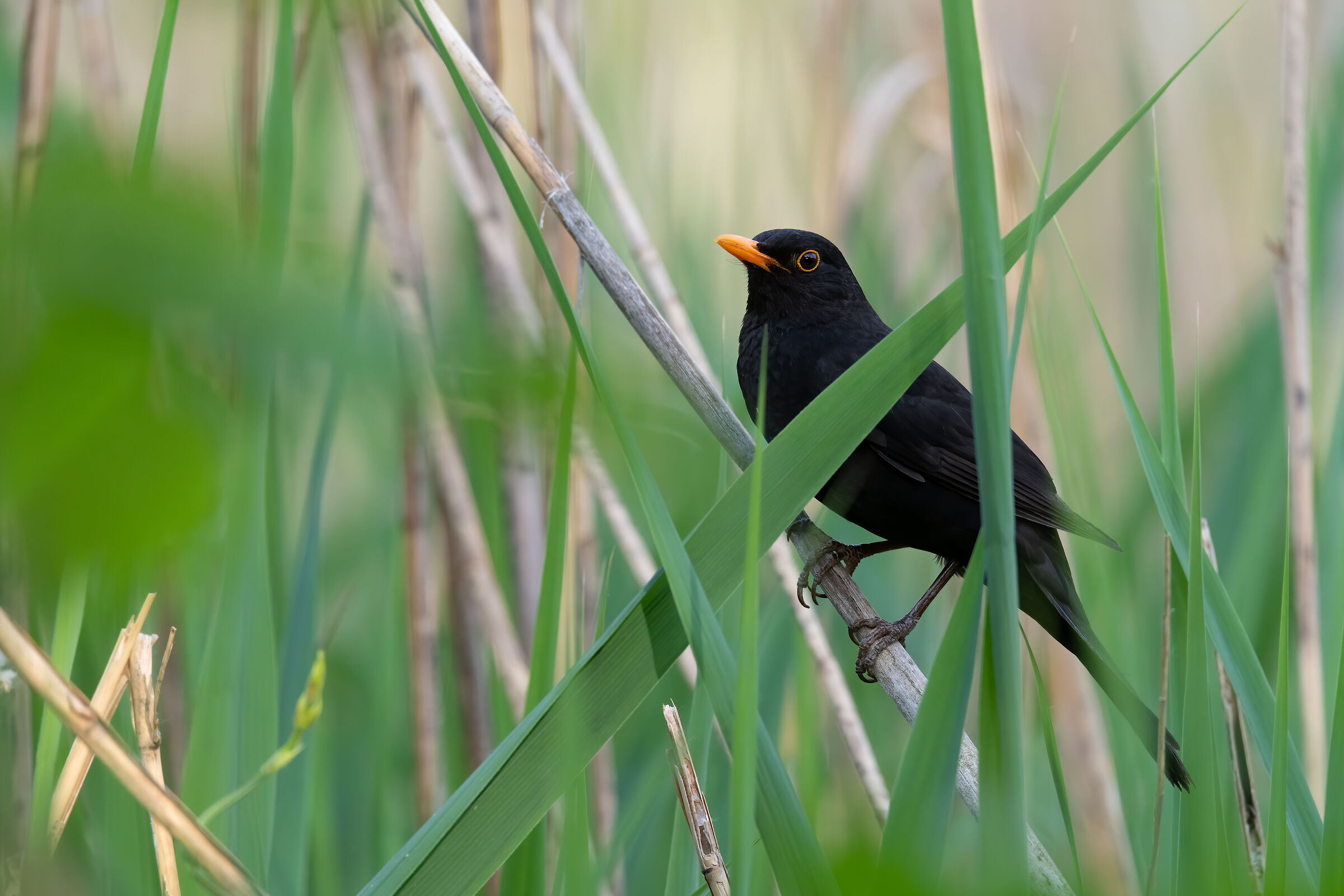Merlo (Turdus merula) - ??