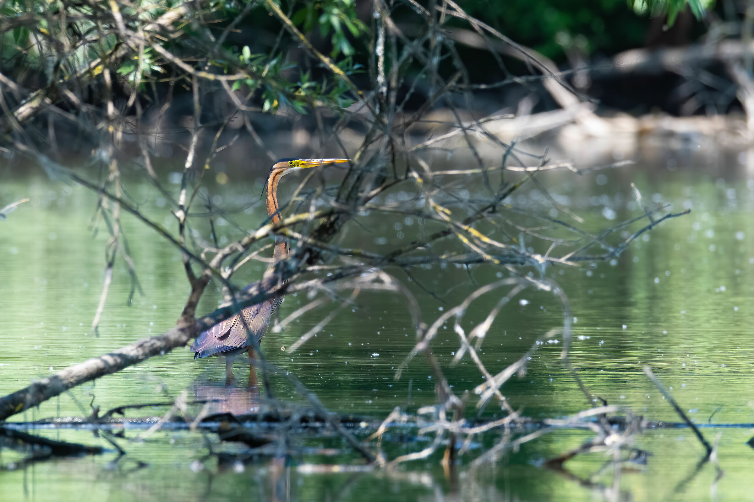 Airone Rosso (Ardea purpurea)