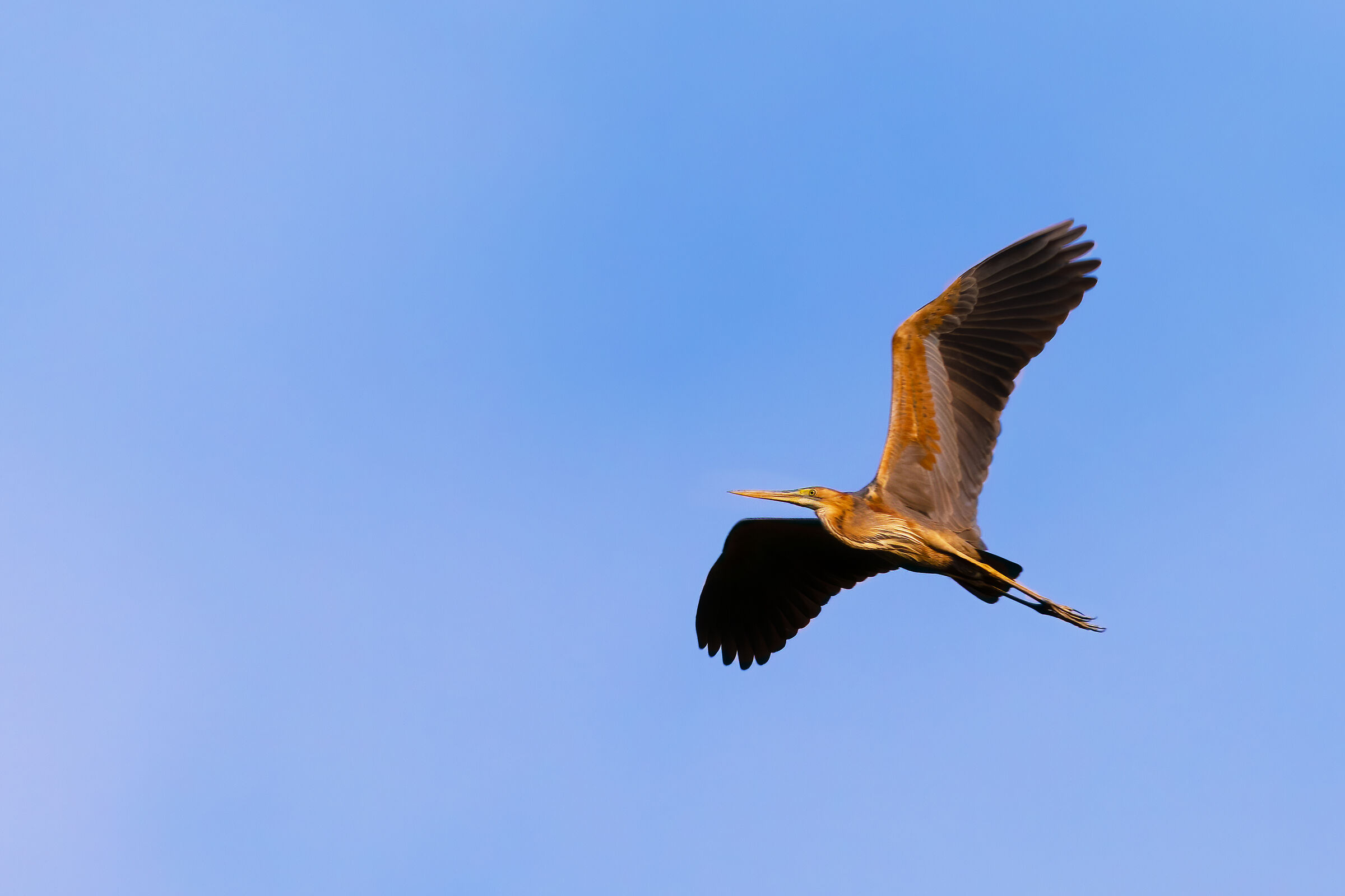 The Flight of the Red