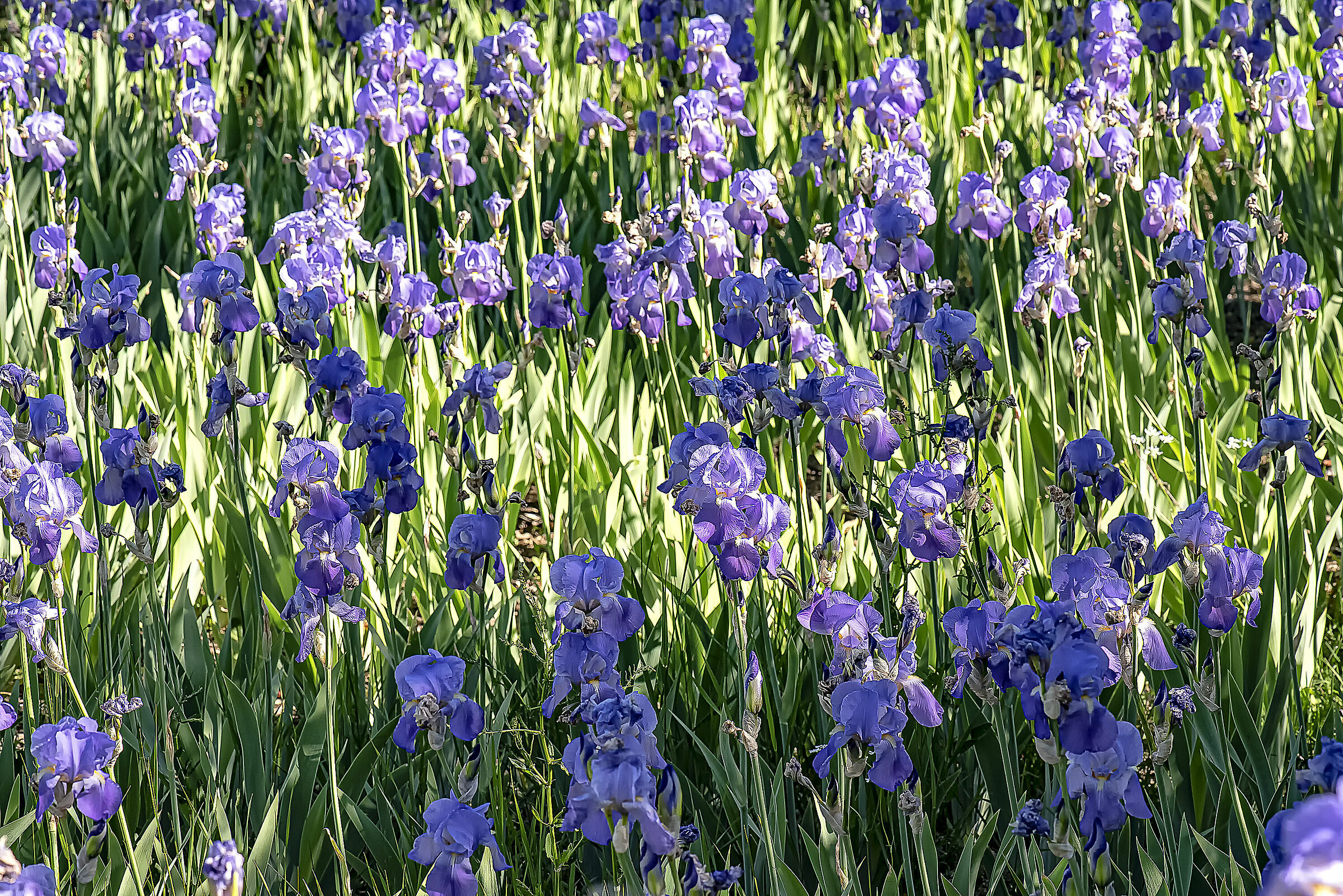 Giaggioli in the field Iris