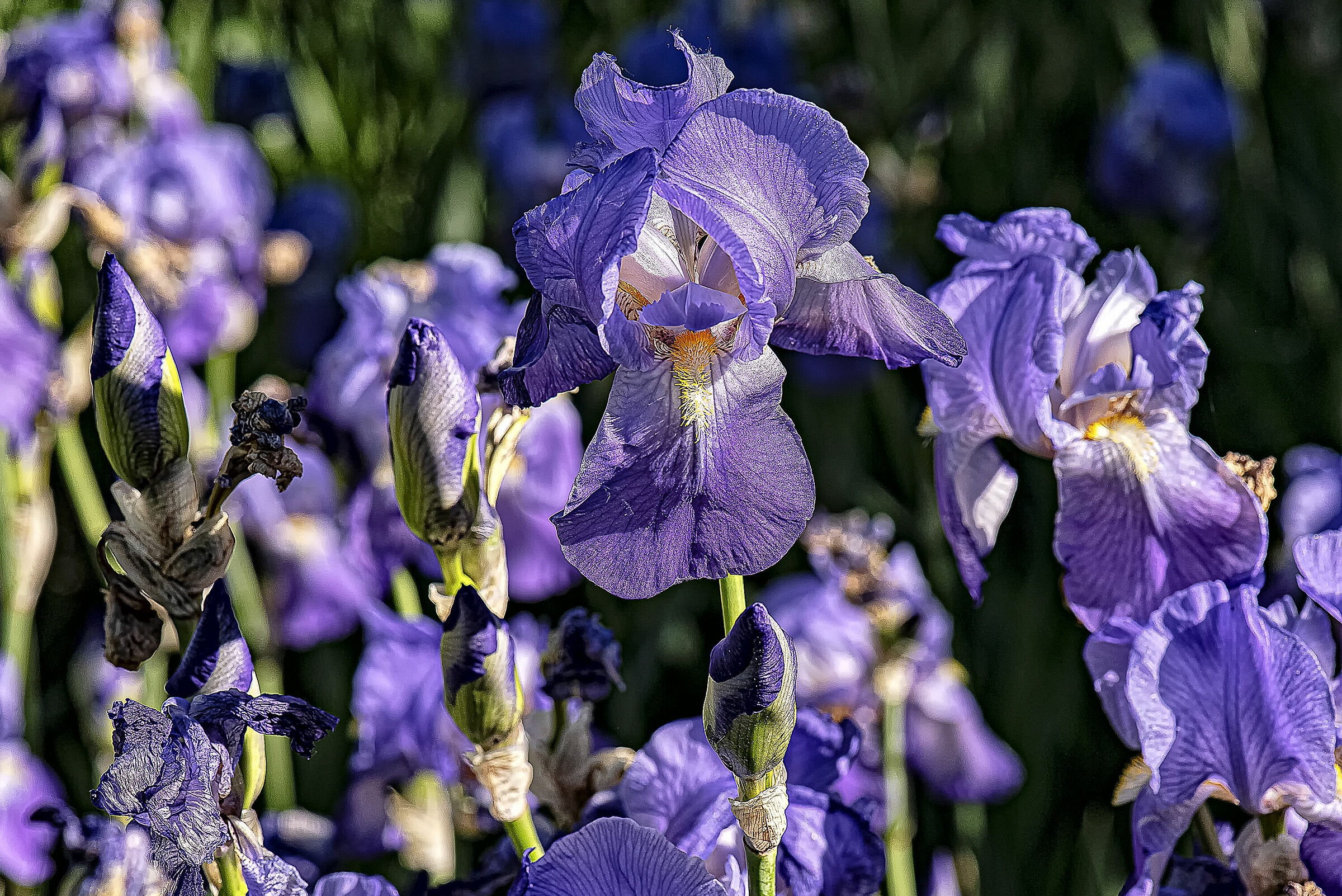 Iris