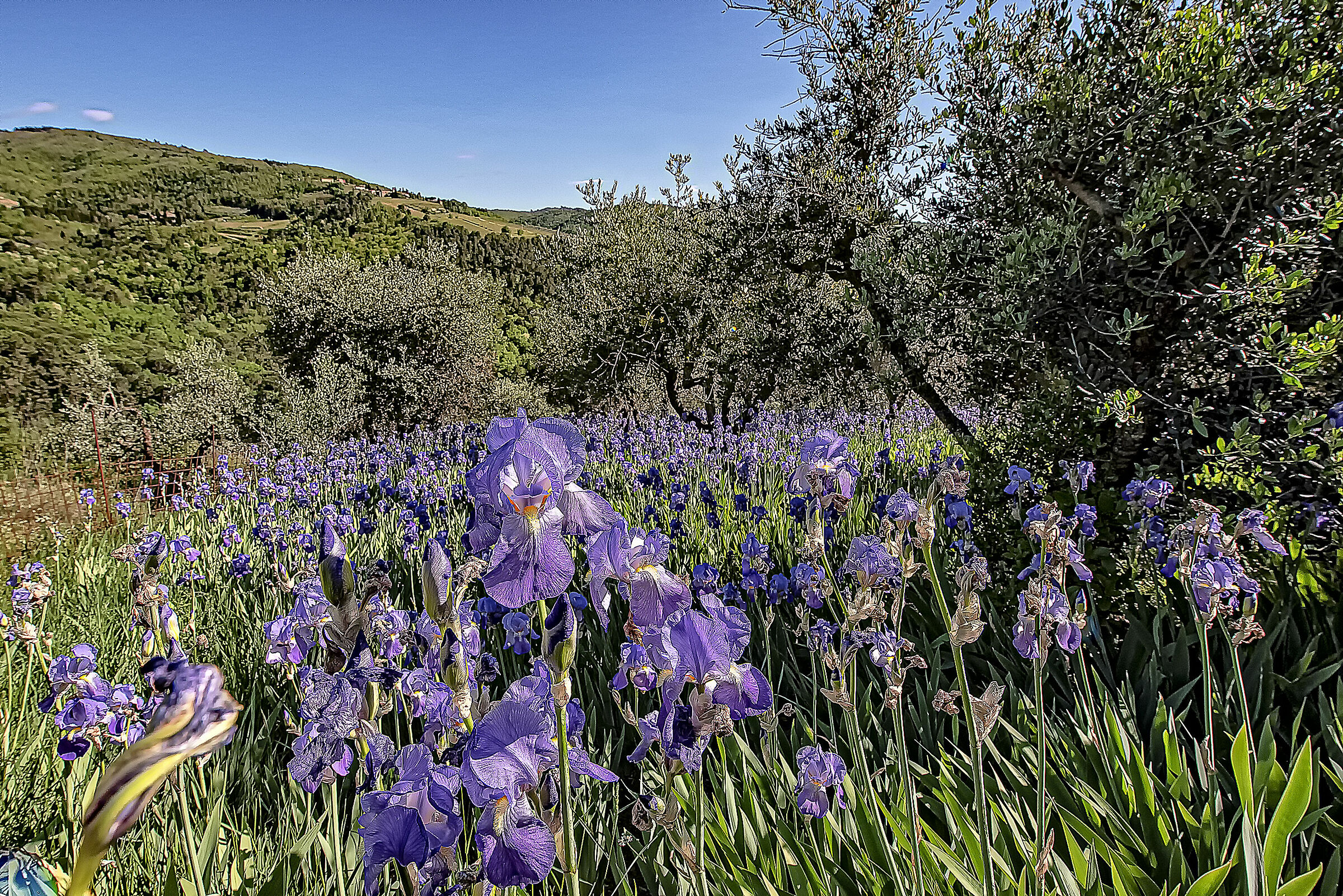 Giaggioli in Chianti Iris