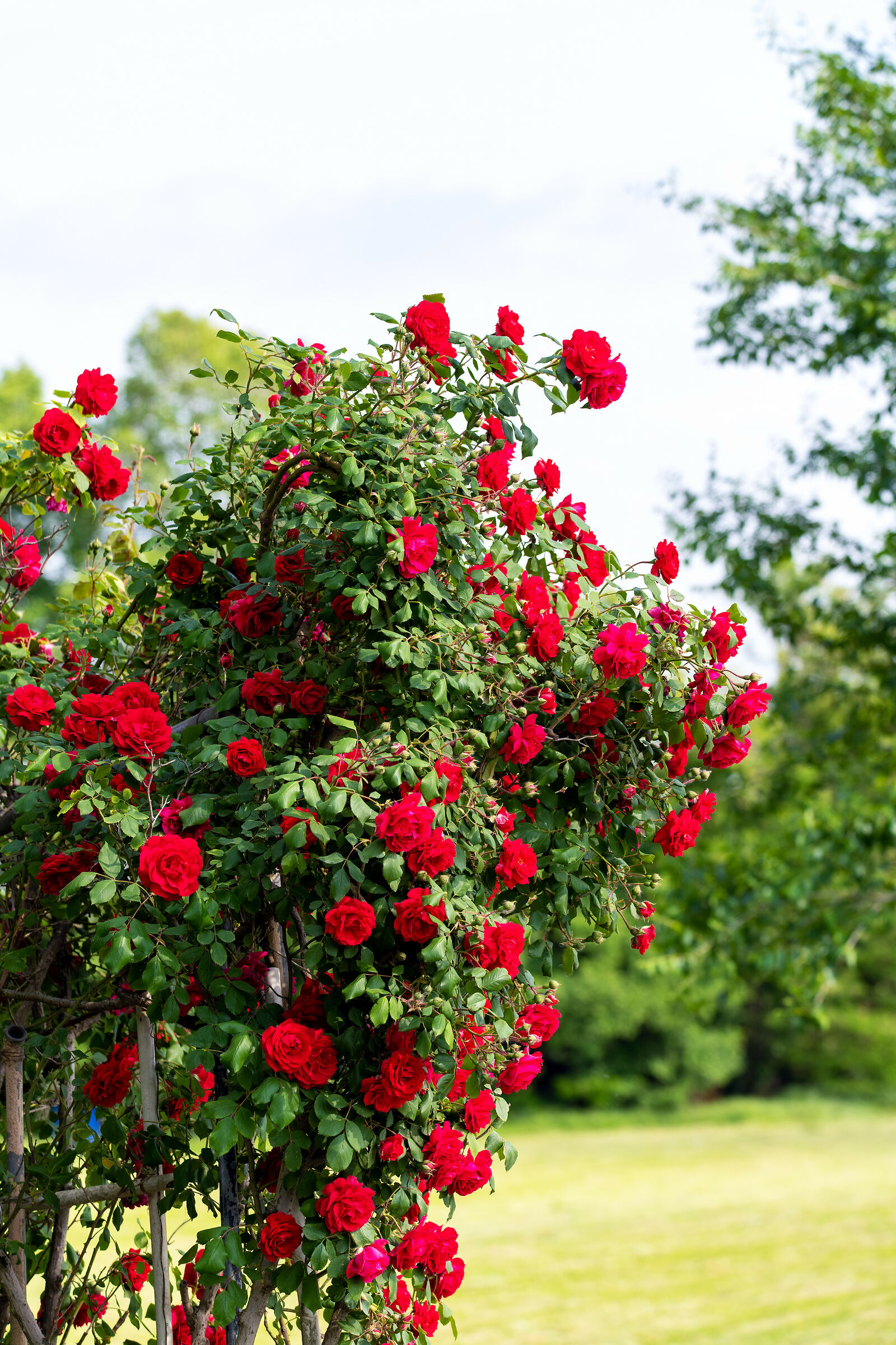 Red Roses, in the heart of the countryside...