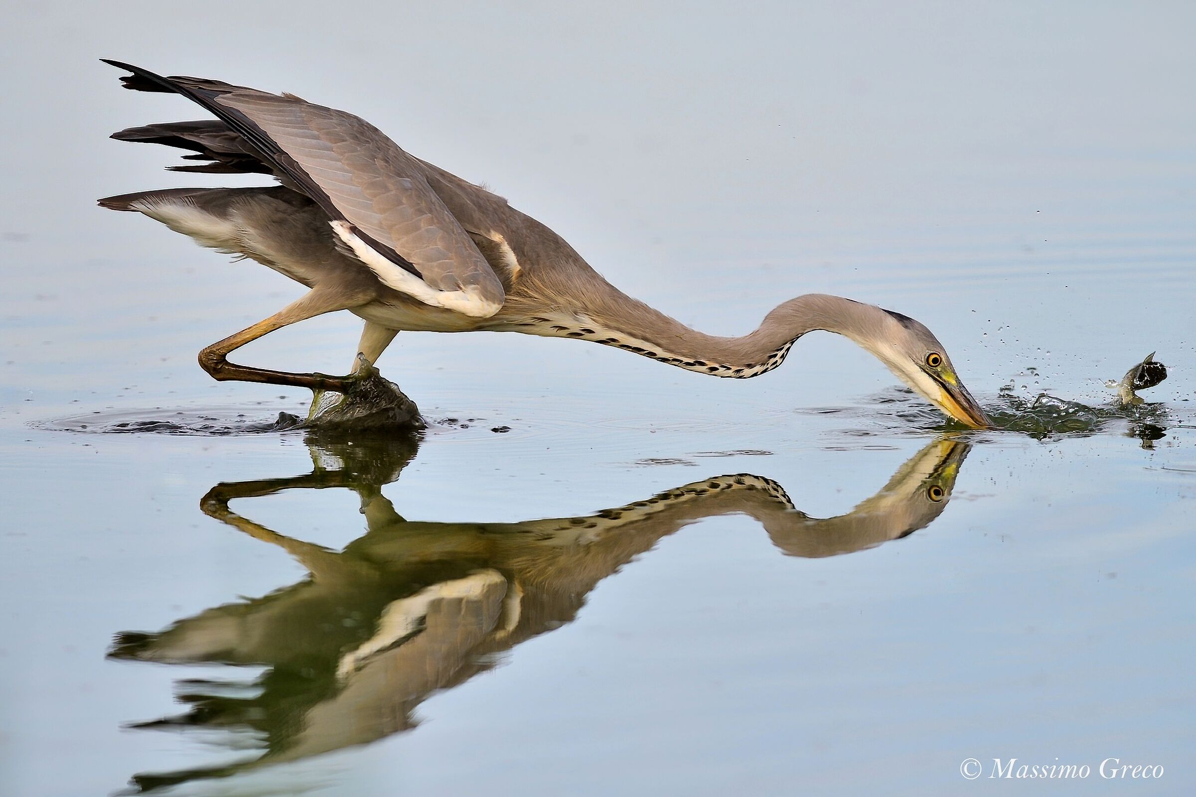 The moment of catch- Ashon fishing