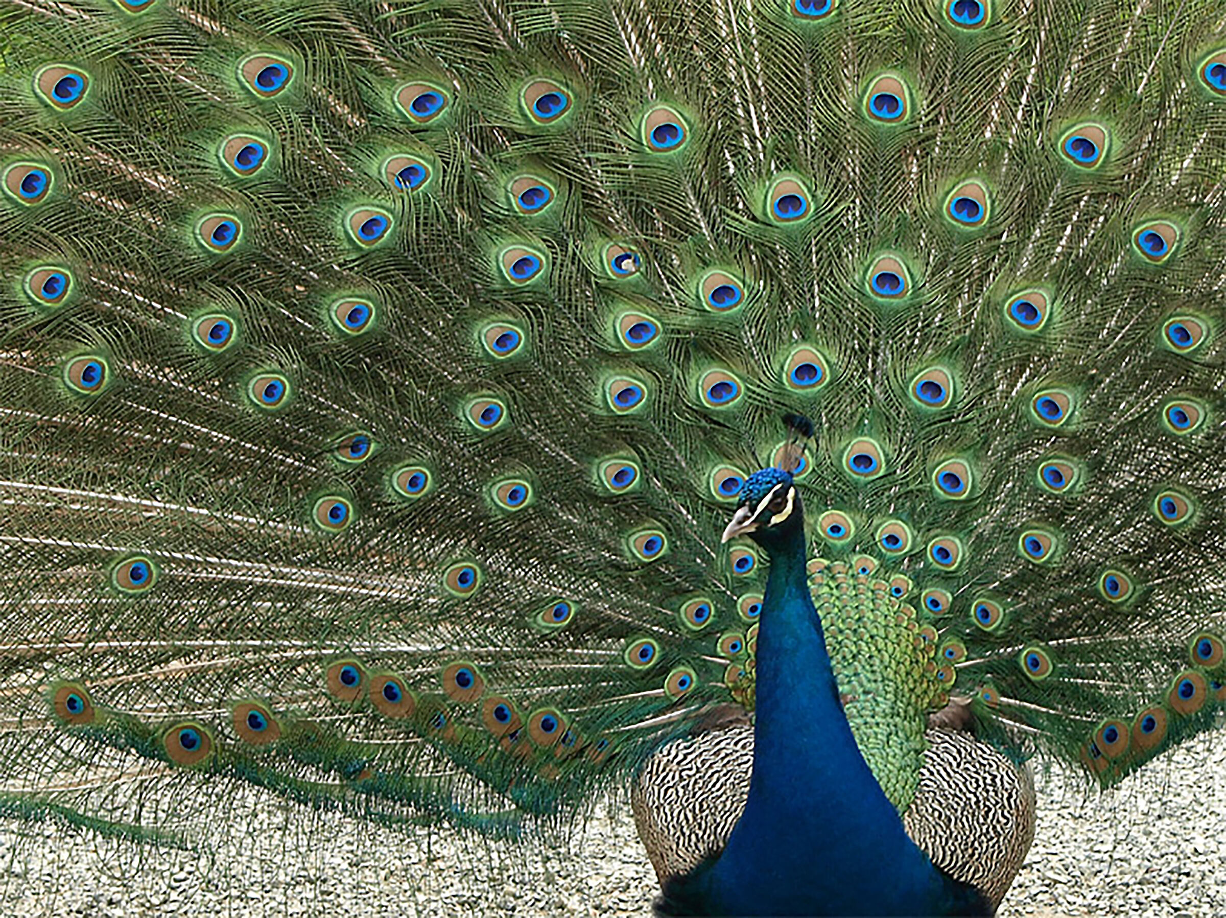 Pavone Villa Pallavicini - Genova