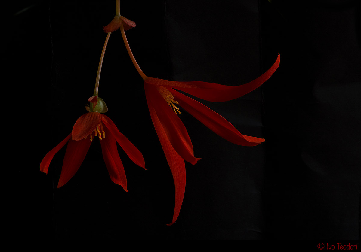 Begonia pendule.
