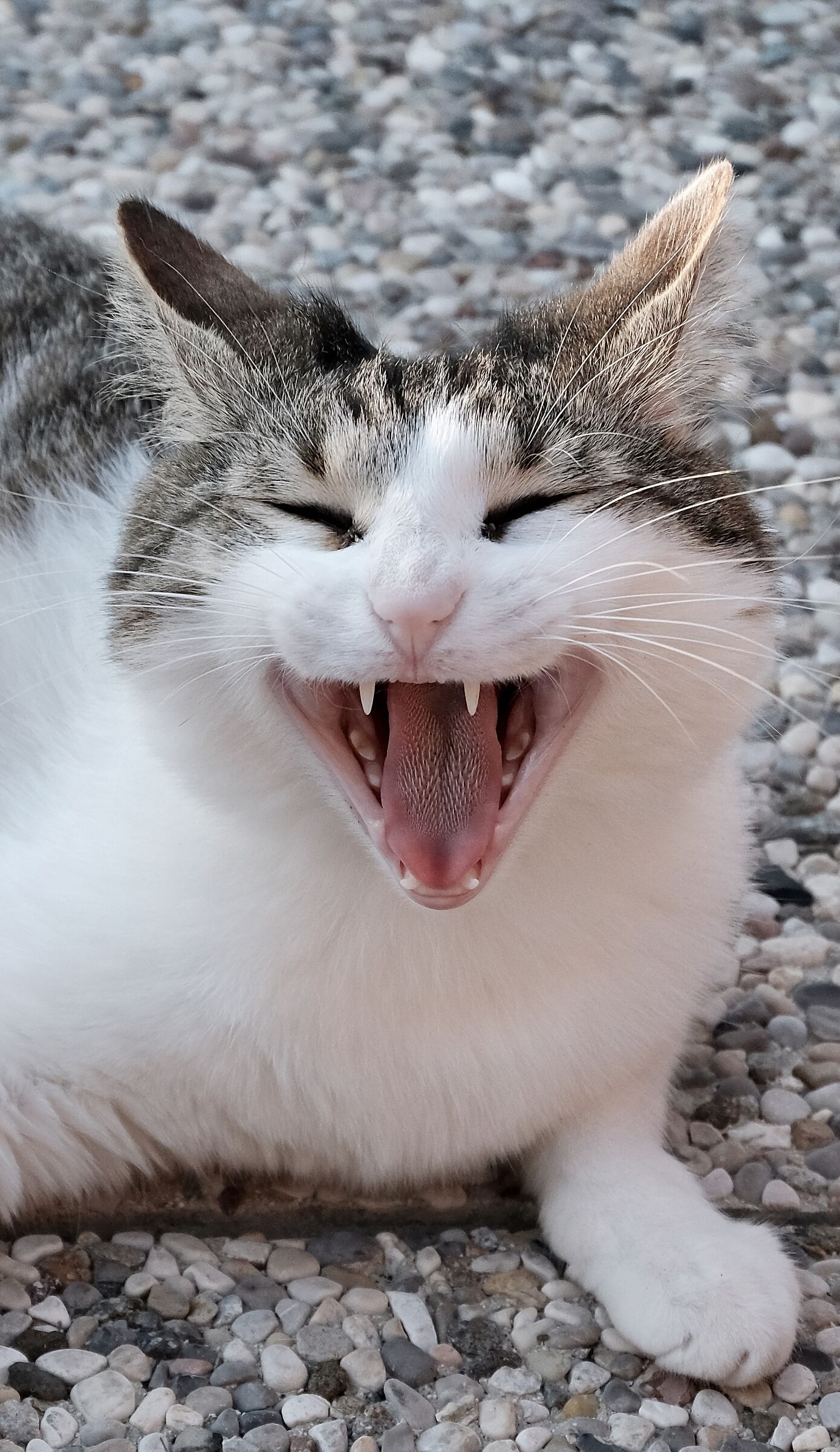 Cheeeese, New Yorker