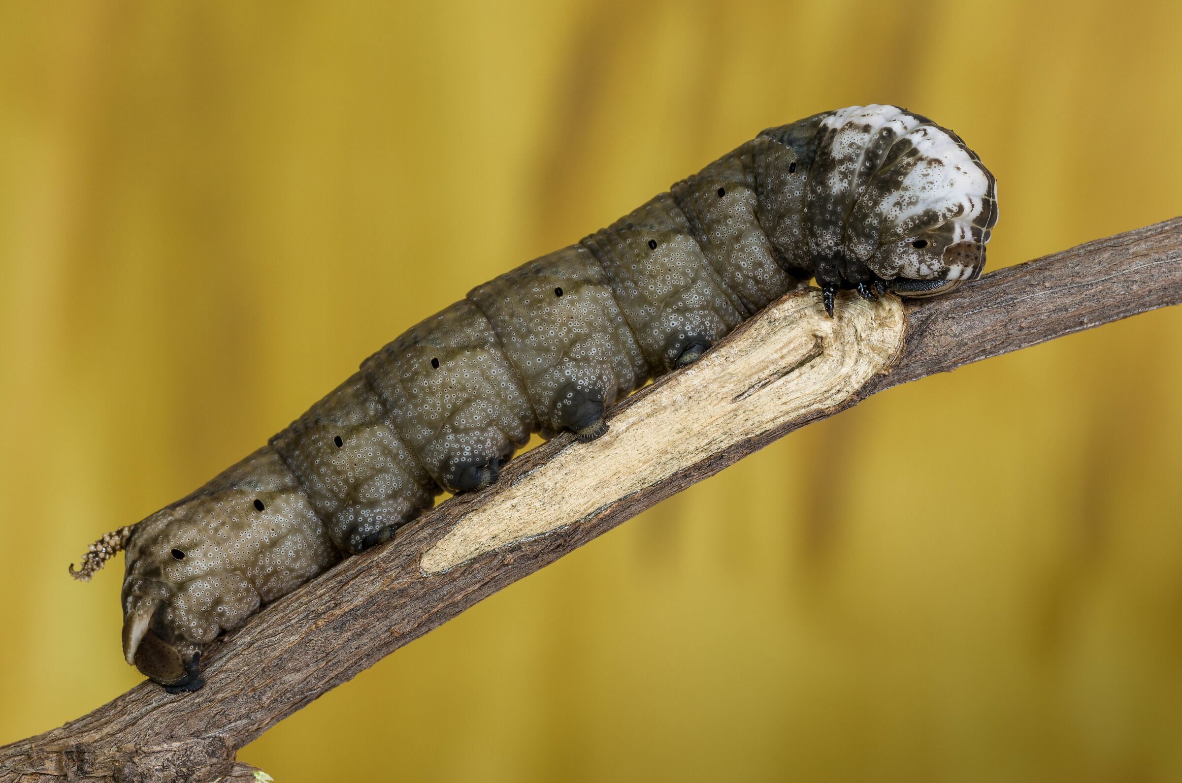 Morte Falco Falena Caterpillar