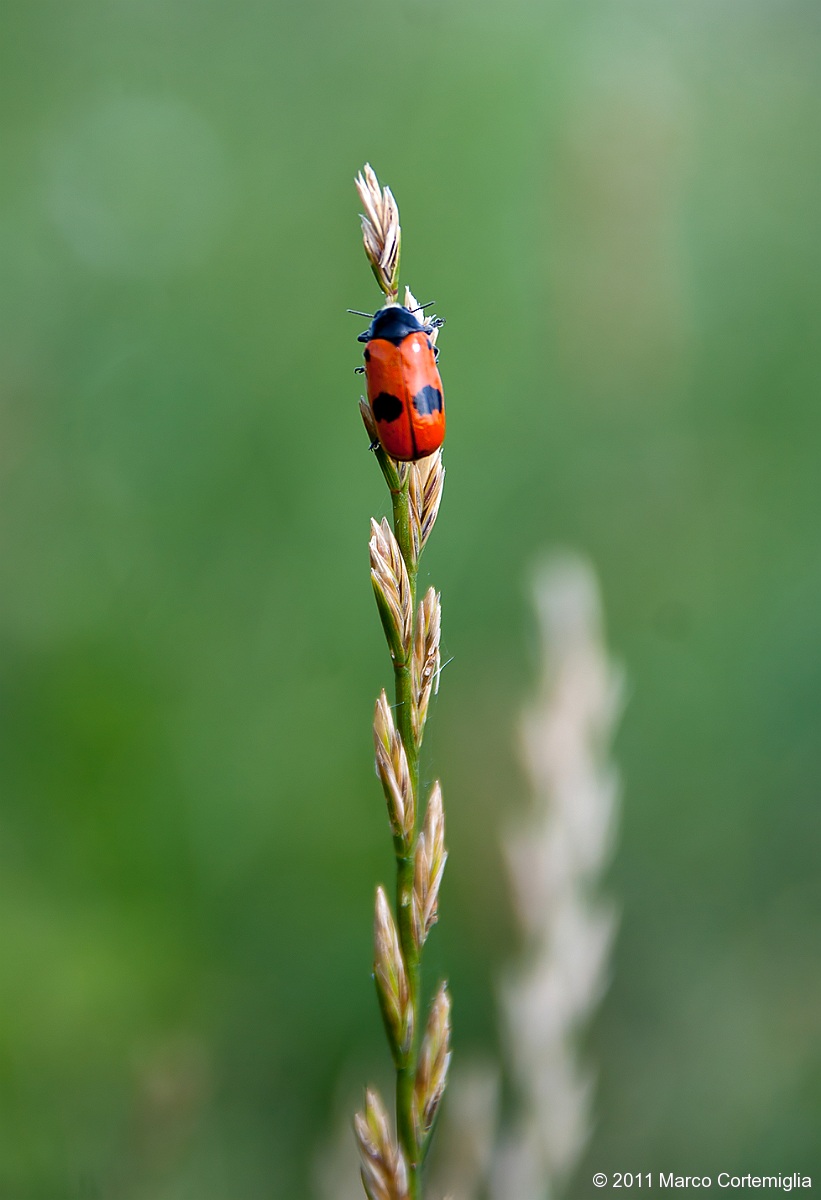 Coleottero chrysomelidae