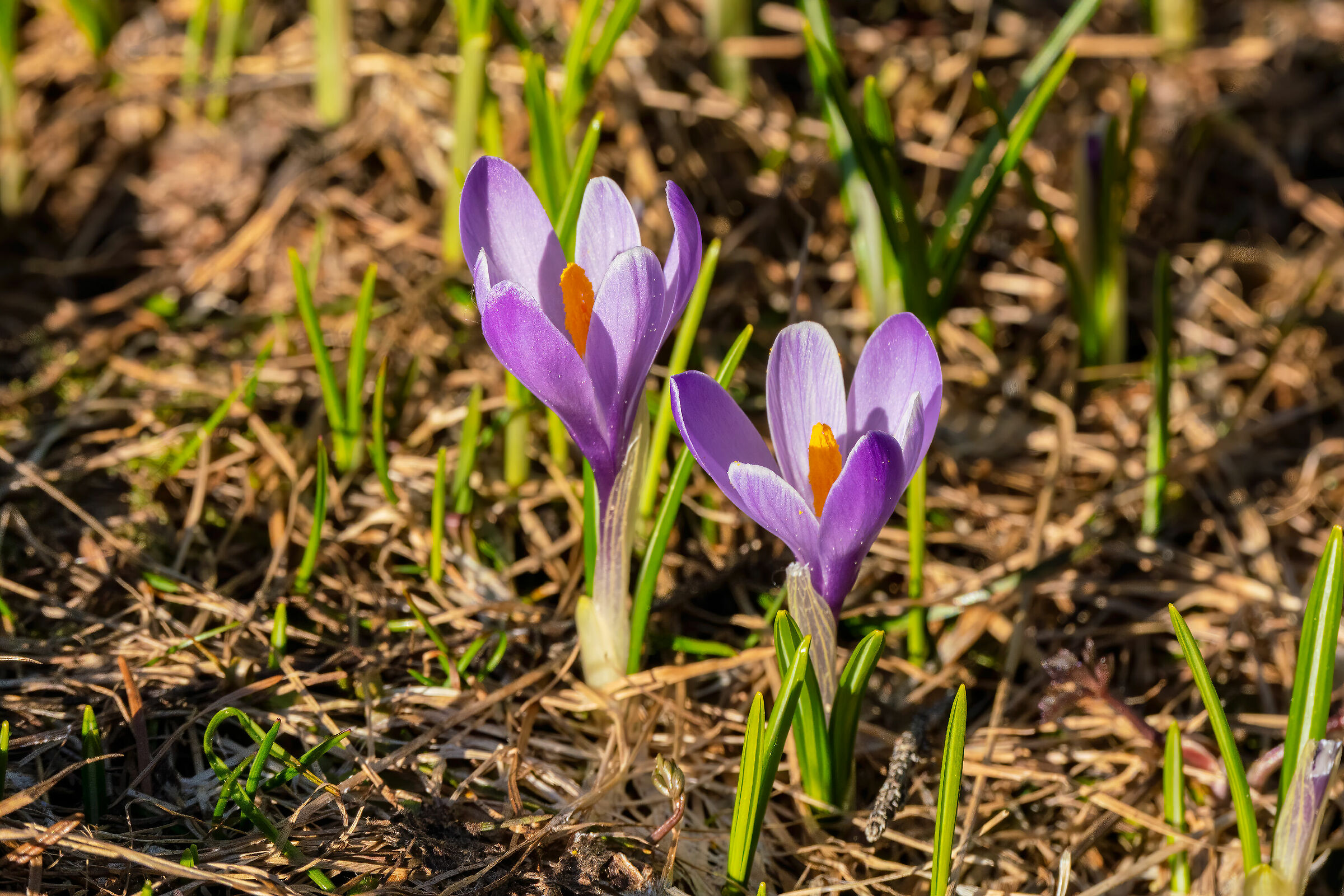 Crocus