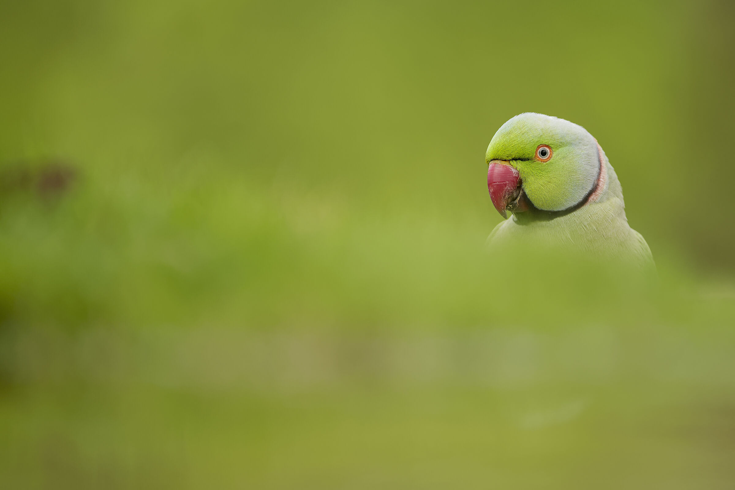 parrocchetto dal collare(Psittacula krameri)