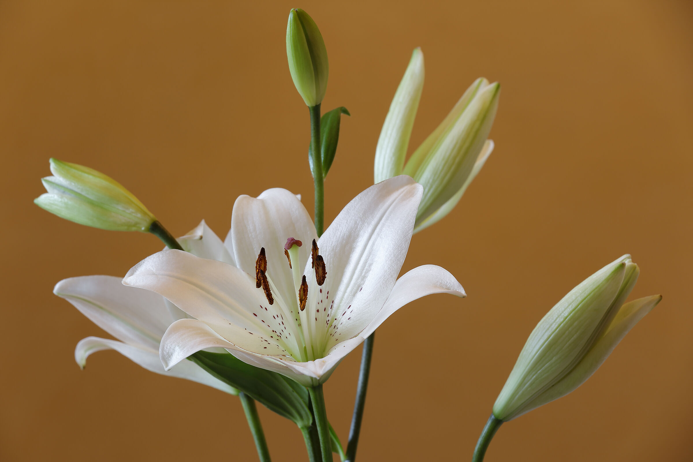Lilium