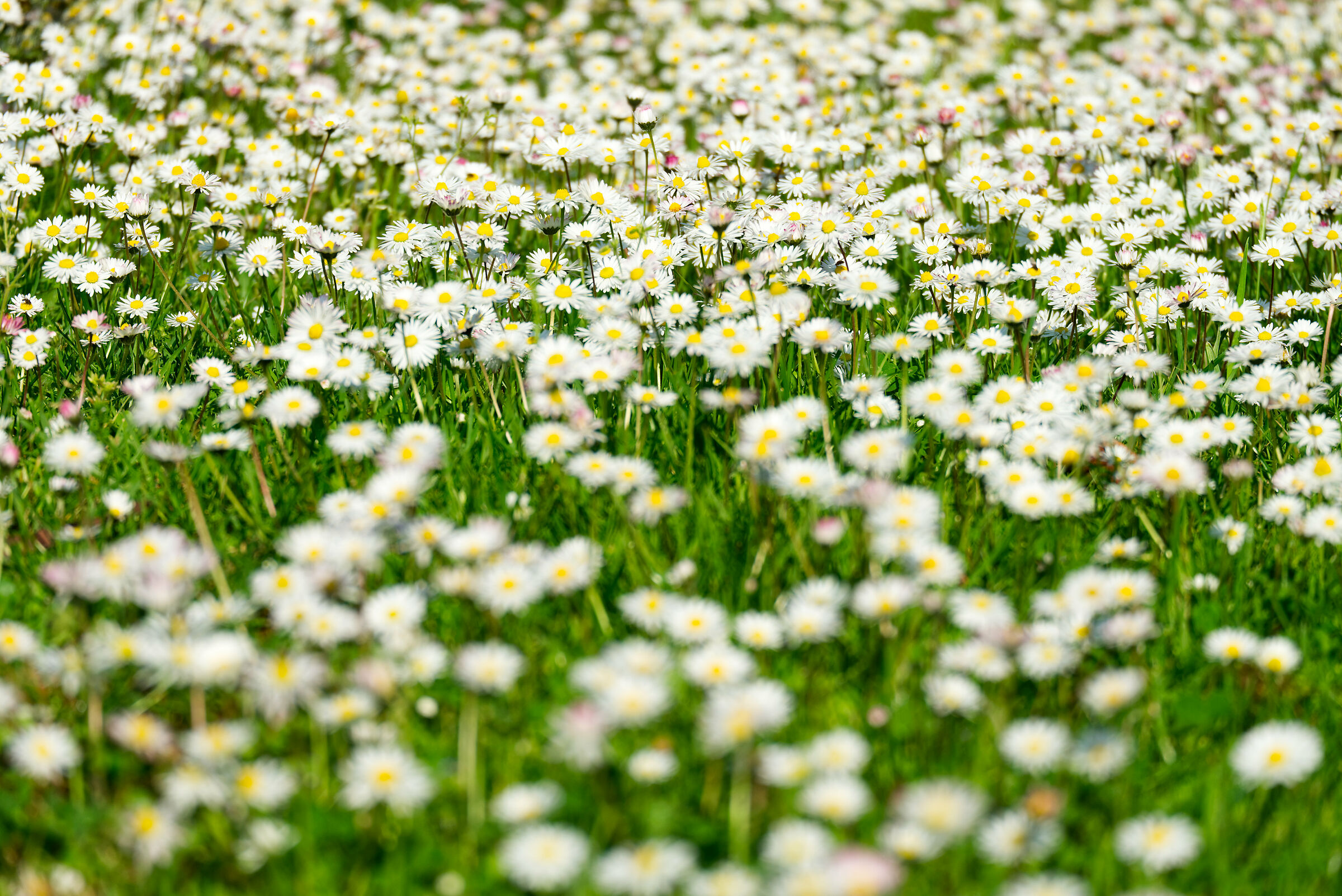 Daisies