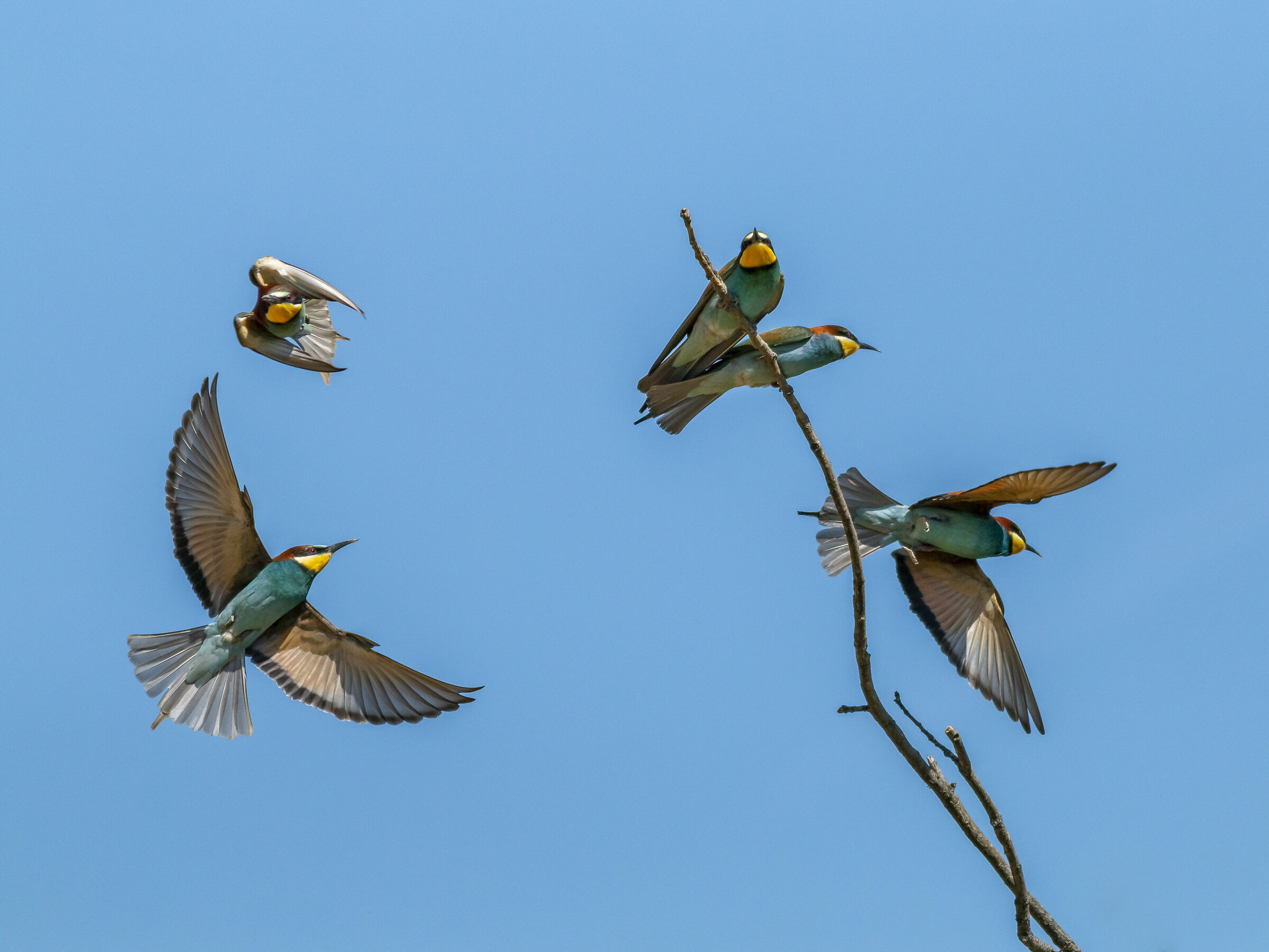 Pennellate nell'azzurro