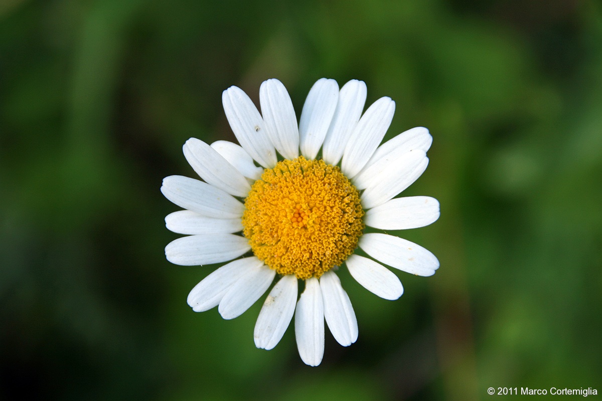 Alta Val Curone (al)