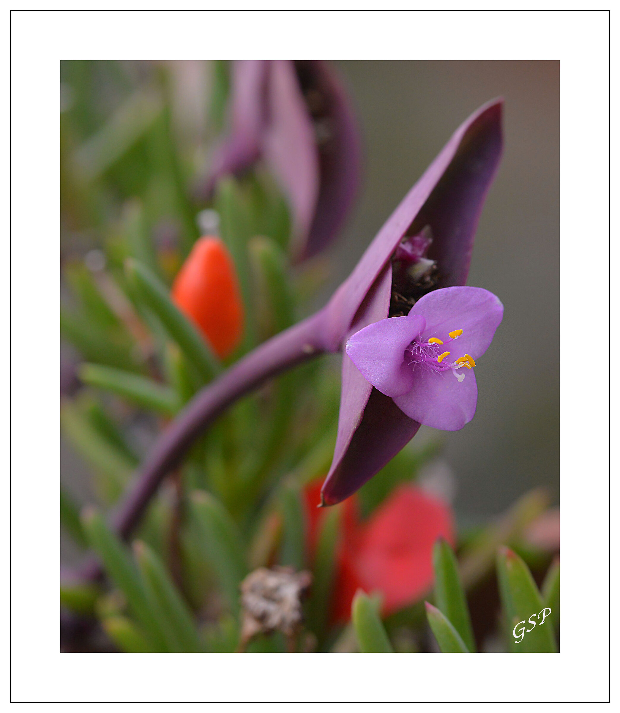 Purple Pale Tradescantia