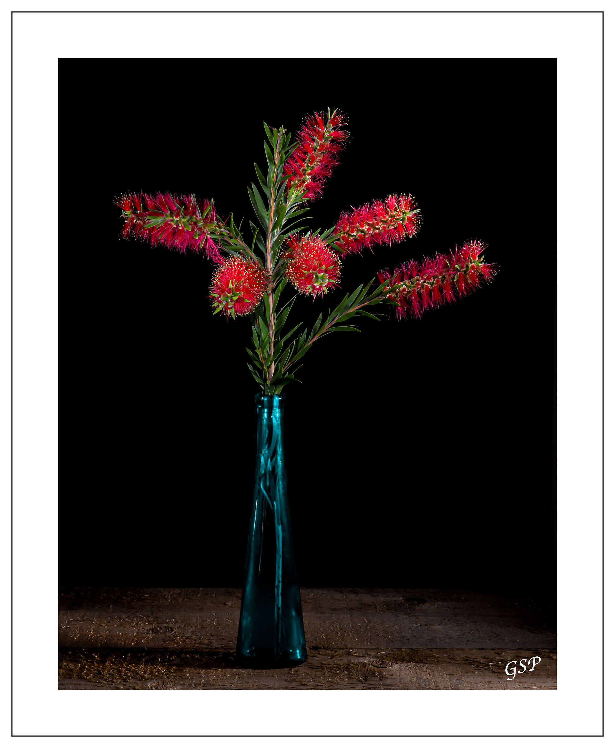 Callistemon Viminalis