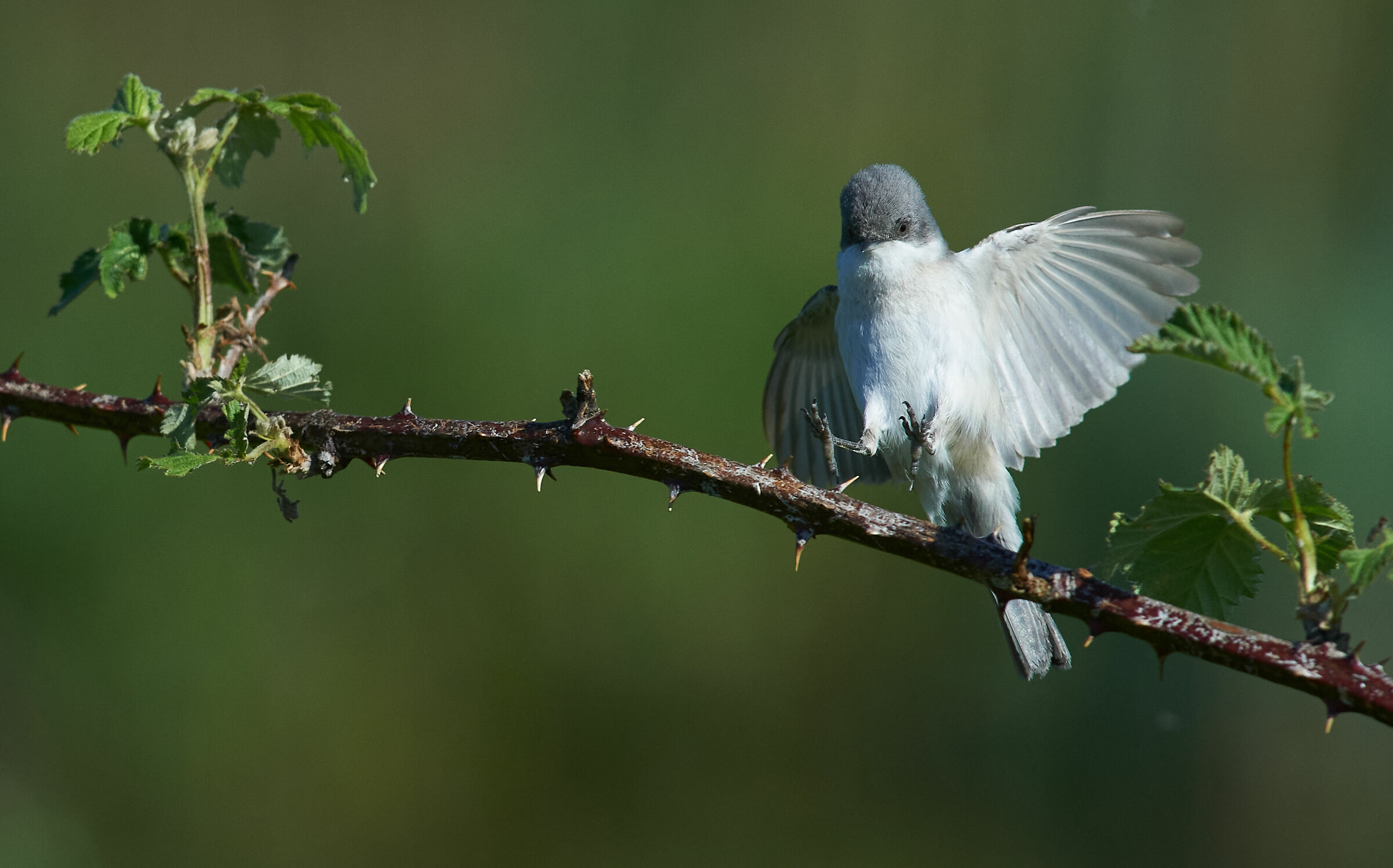 Atterraggio minore di whitethroat