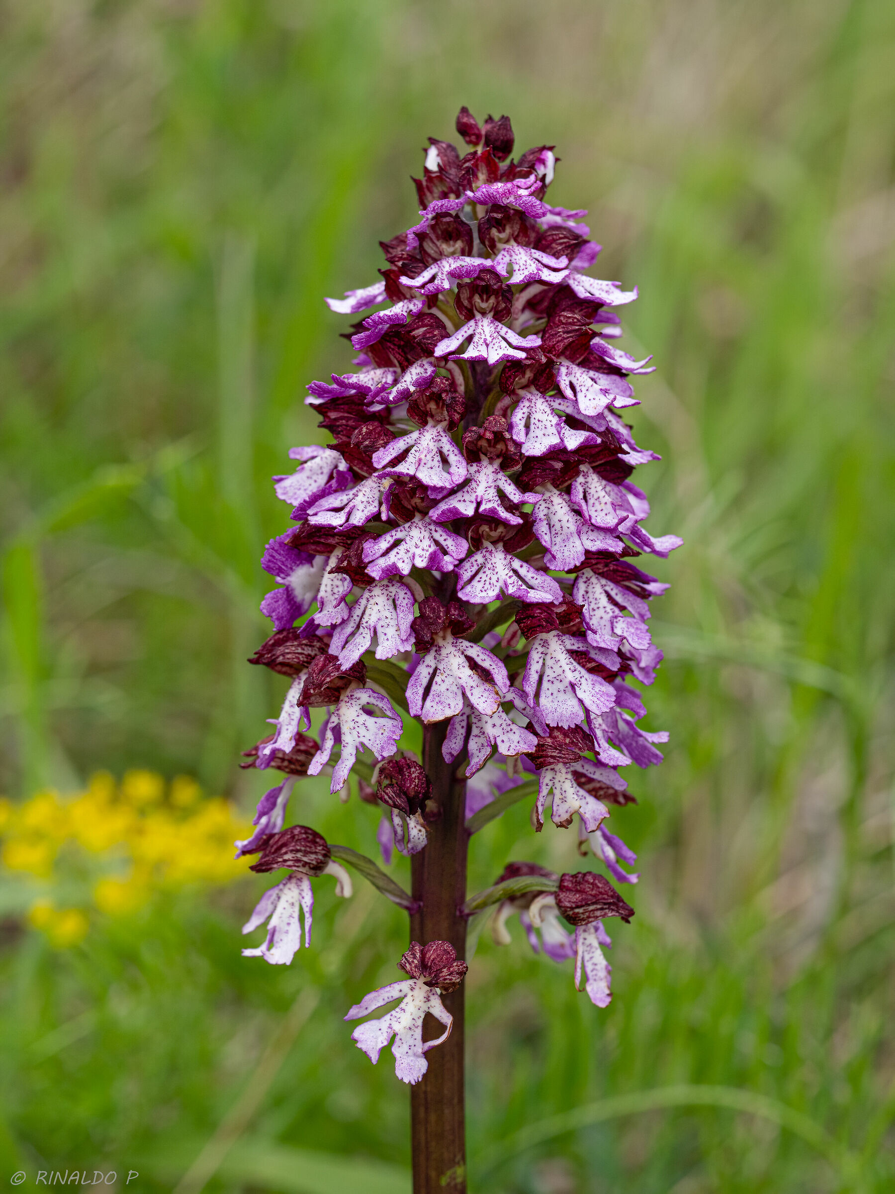 Purple Orchis