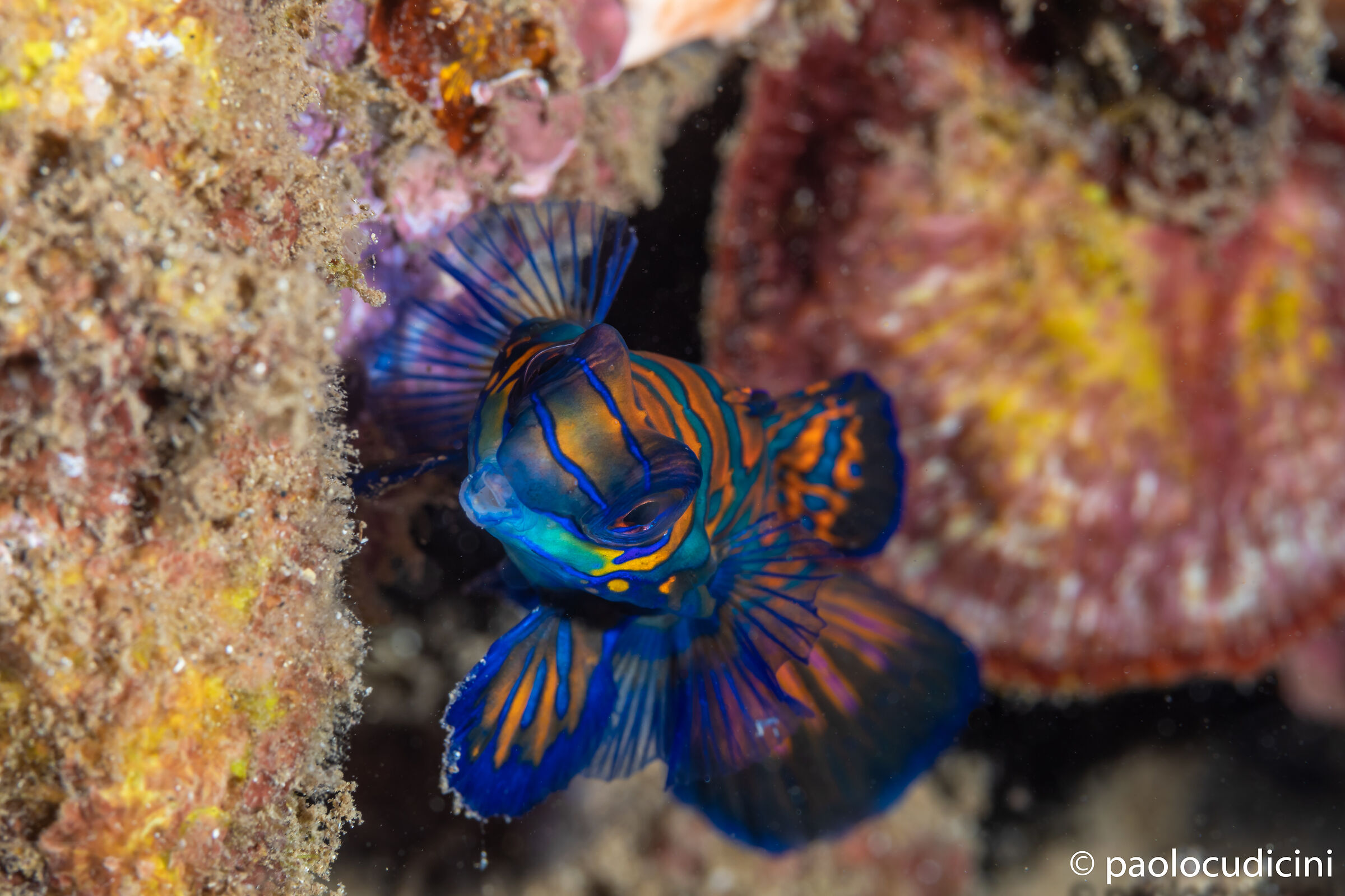 Mandarin fish. Synchioropus splendidus. Bunaken n.p.
