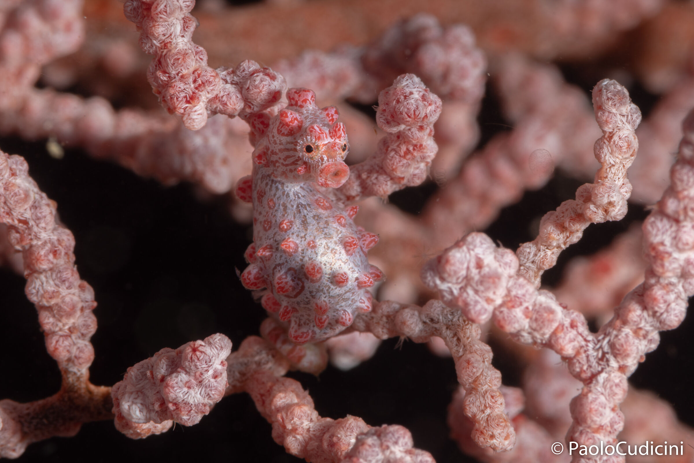 Pygmy Seahorse. Hyppocampus bargibanti. Lembeh.