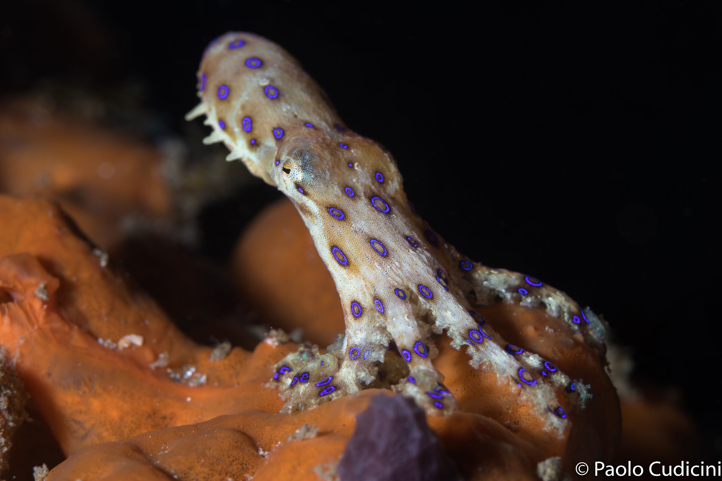 Blue ringed. Hapalochlaena lunulata. Lembeh. Indonesia