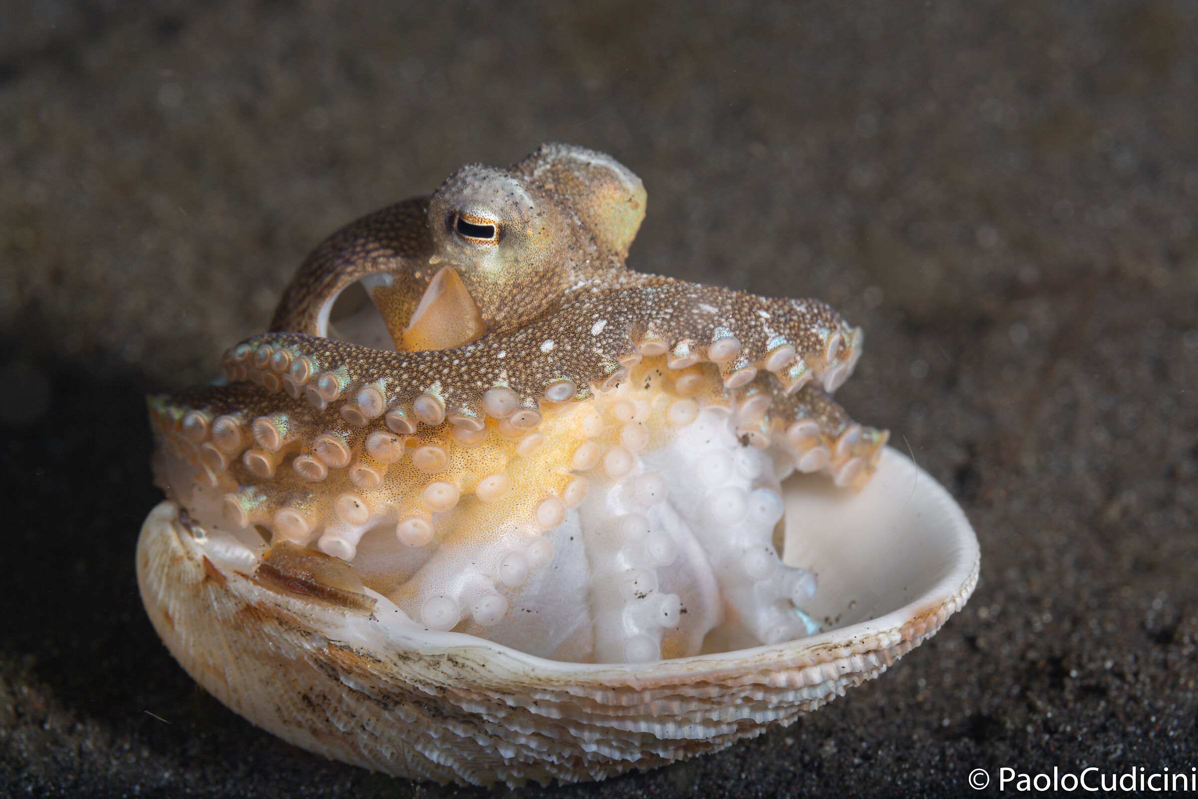 Coconut Octopus. Amphioctopus marginatus. Lembeh.