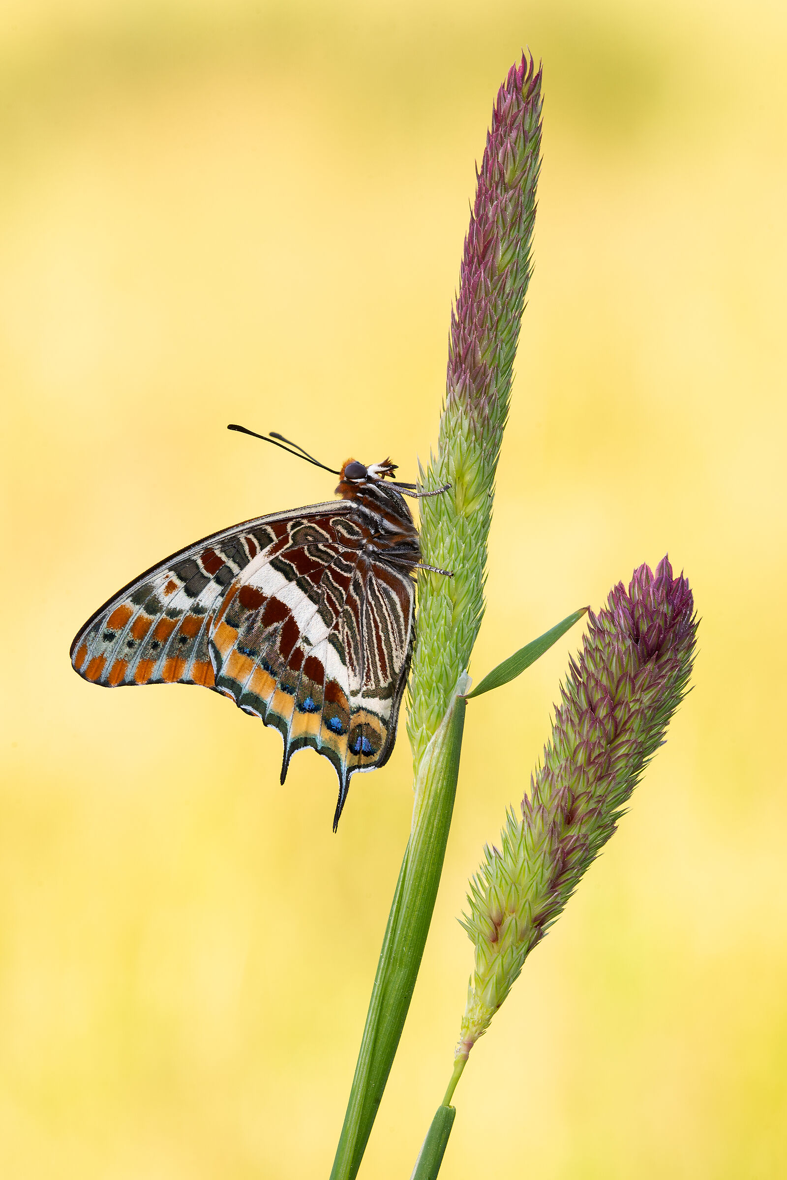 Strawberry butterfly.