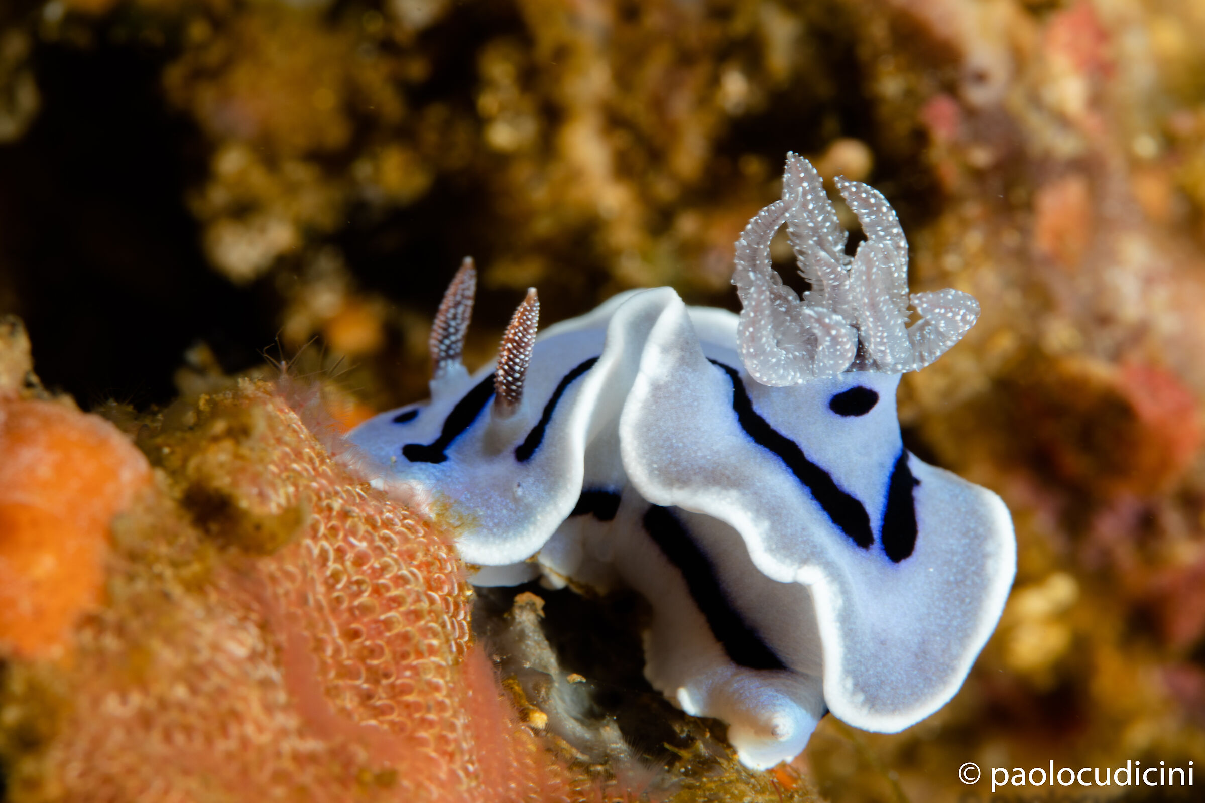 Chromodoris willani. Bunaken n.p.