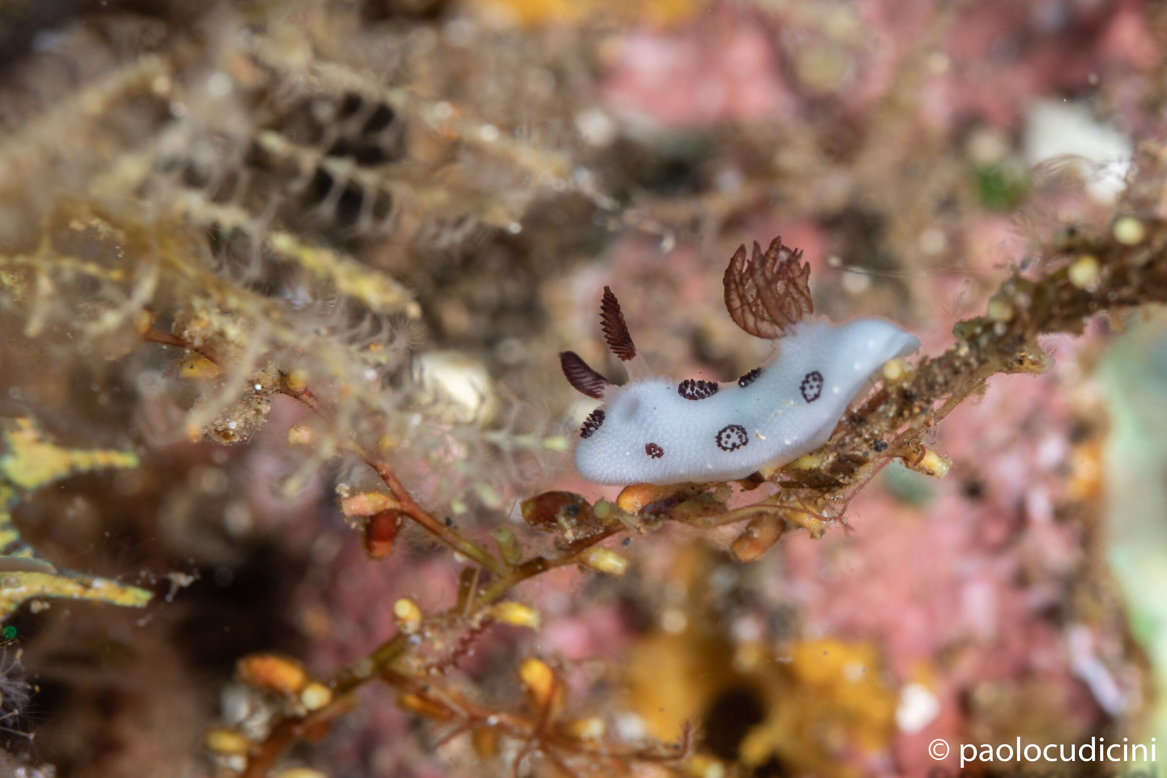 Jorunna funebris. Bunaken n.p.