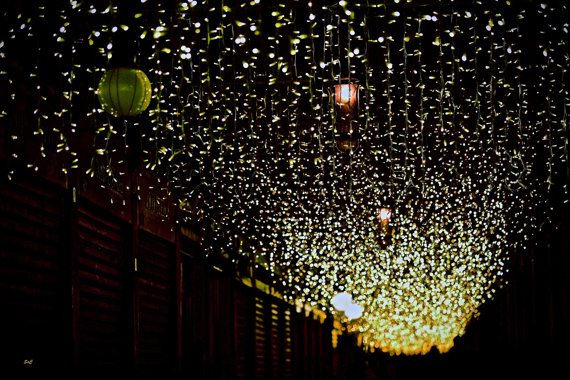 Lantern fireflies