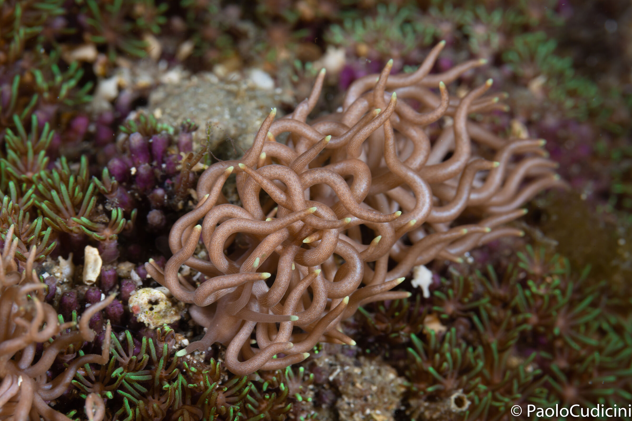 Phyllodesium briareum. Lembeh.