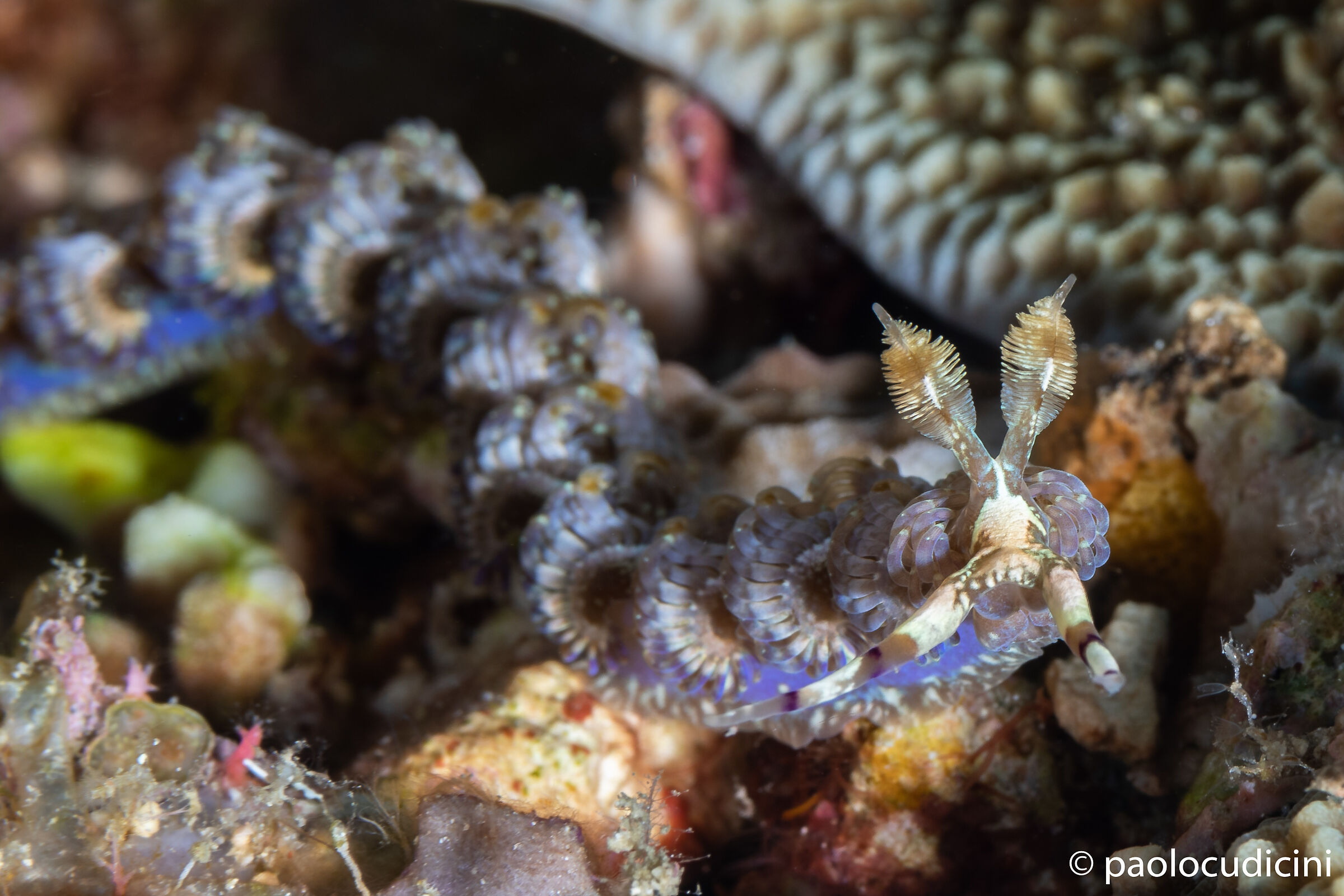 Ptereaeolidia iantina. Bunaken n.p.