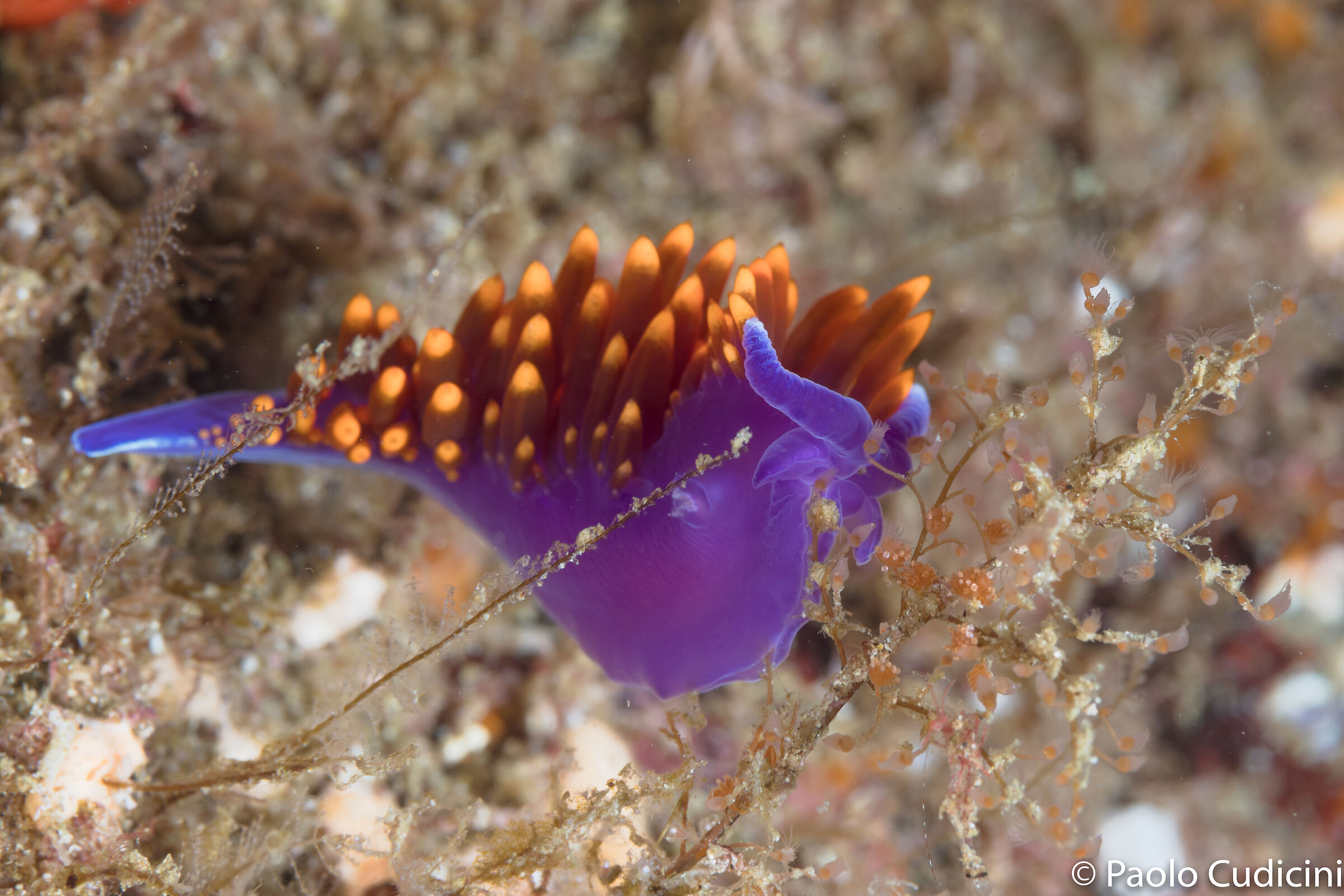 Flabellinopsis iodinea. Sea of Cortez.
