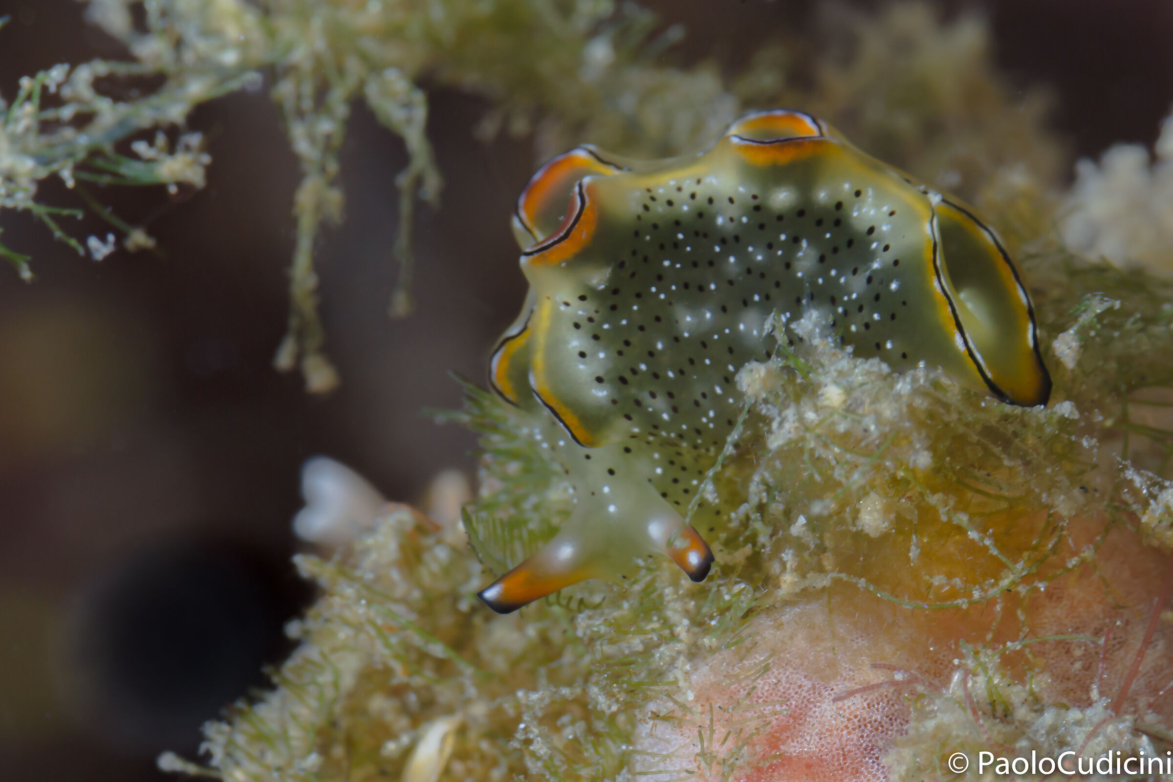 Elysia marginata. Lembeh