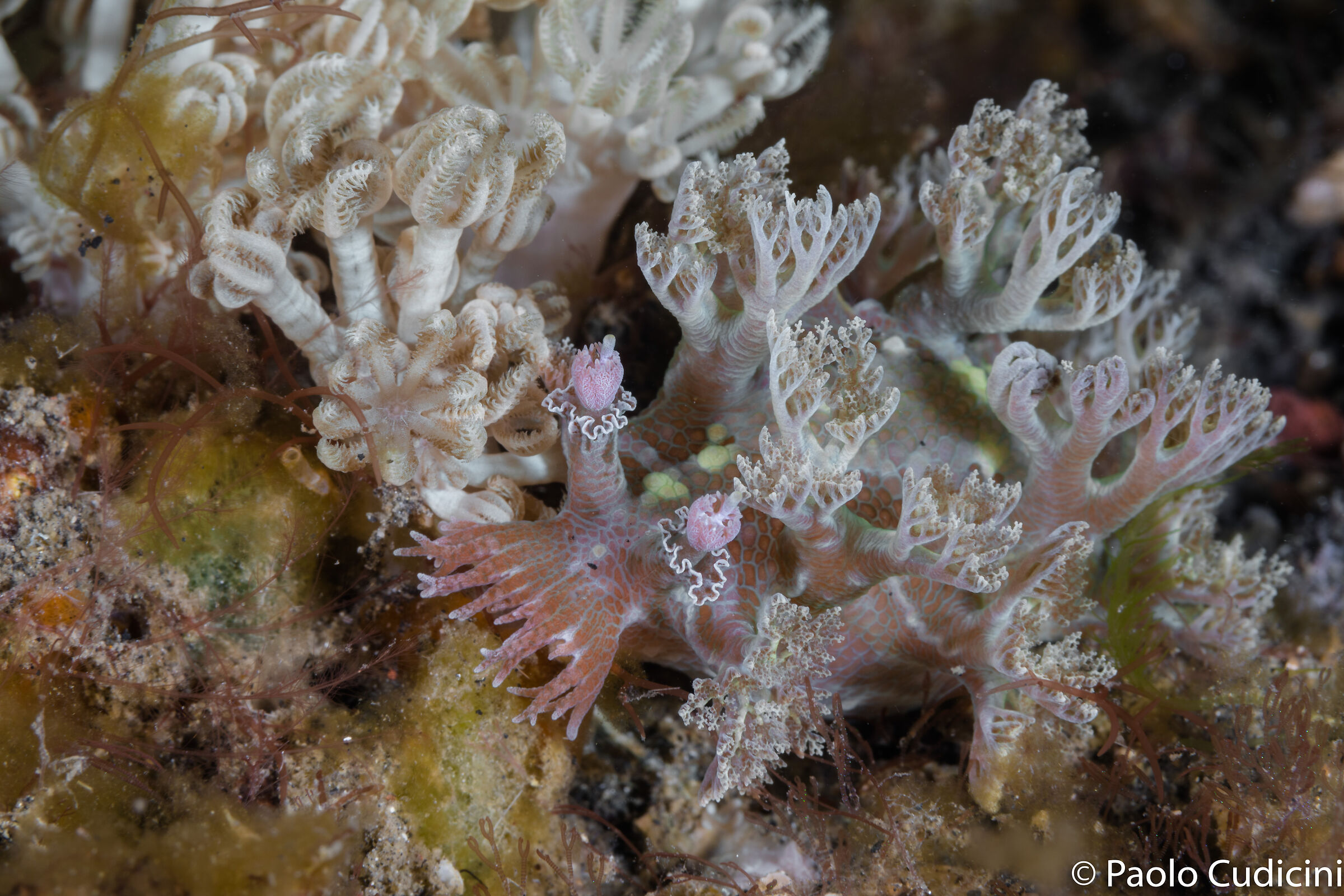 Marionia distincta. Lembeh.