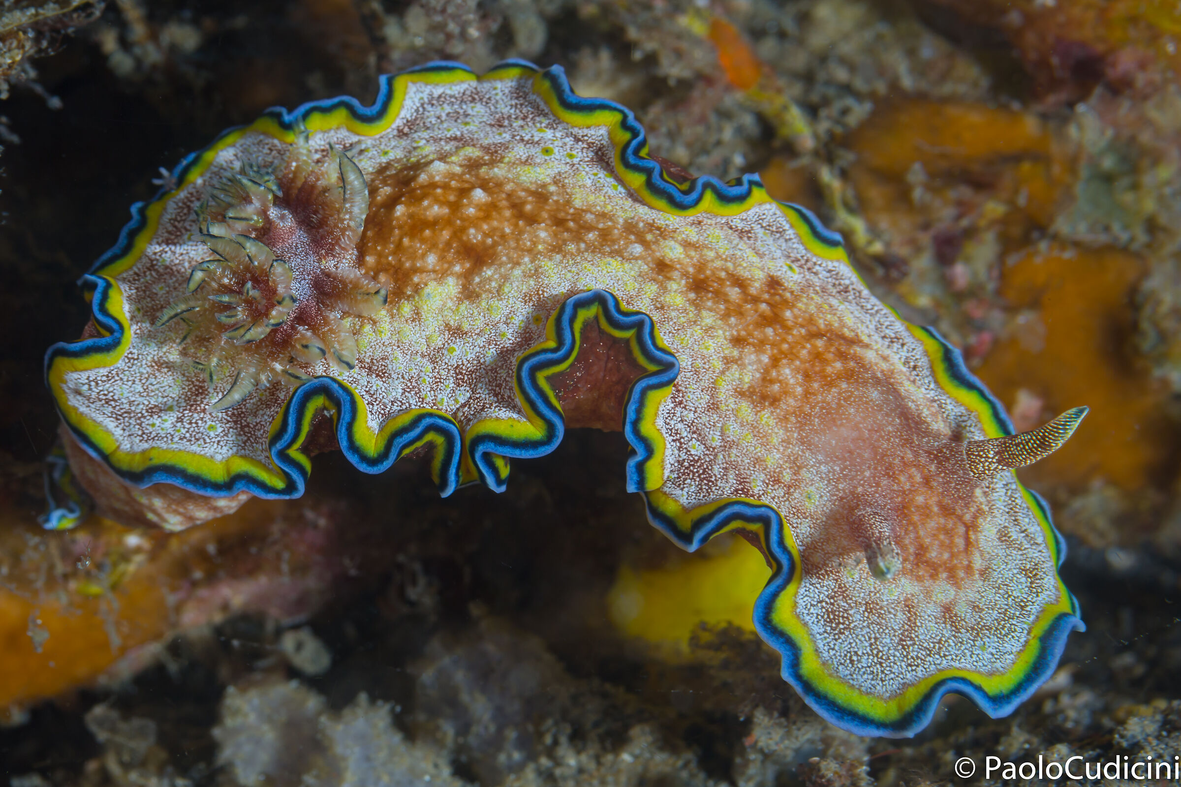 Glossodoris cincta. Lembeh.