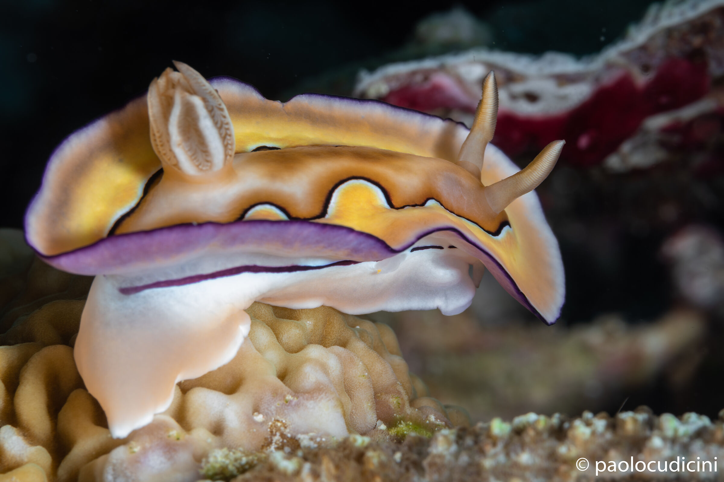 Goniobranchus coi. Bunaken n.p.