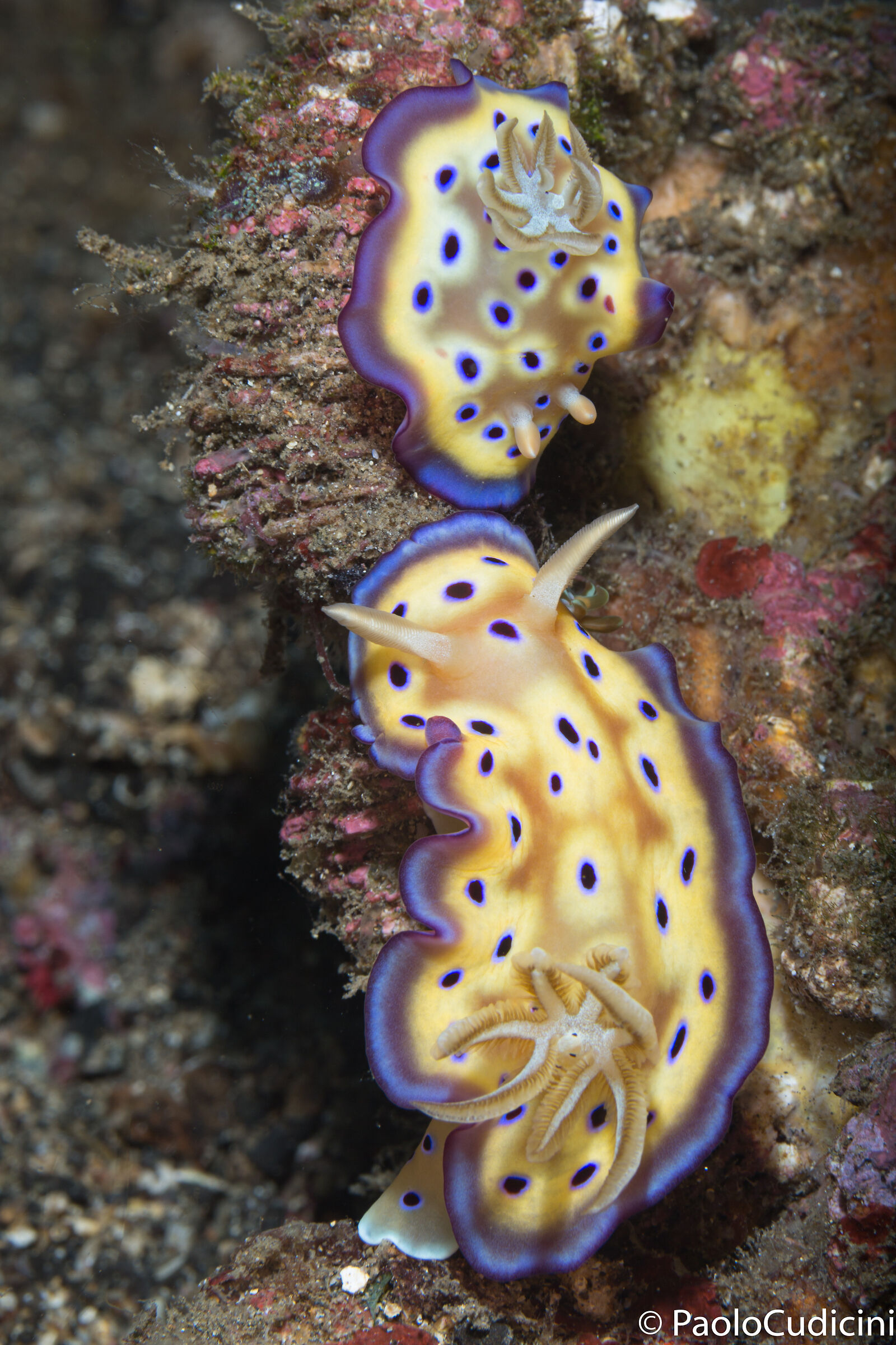 Goniobranchus kuniei. Lembeh.