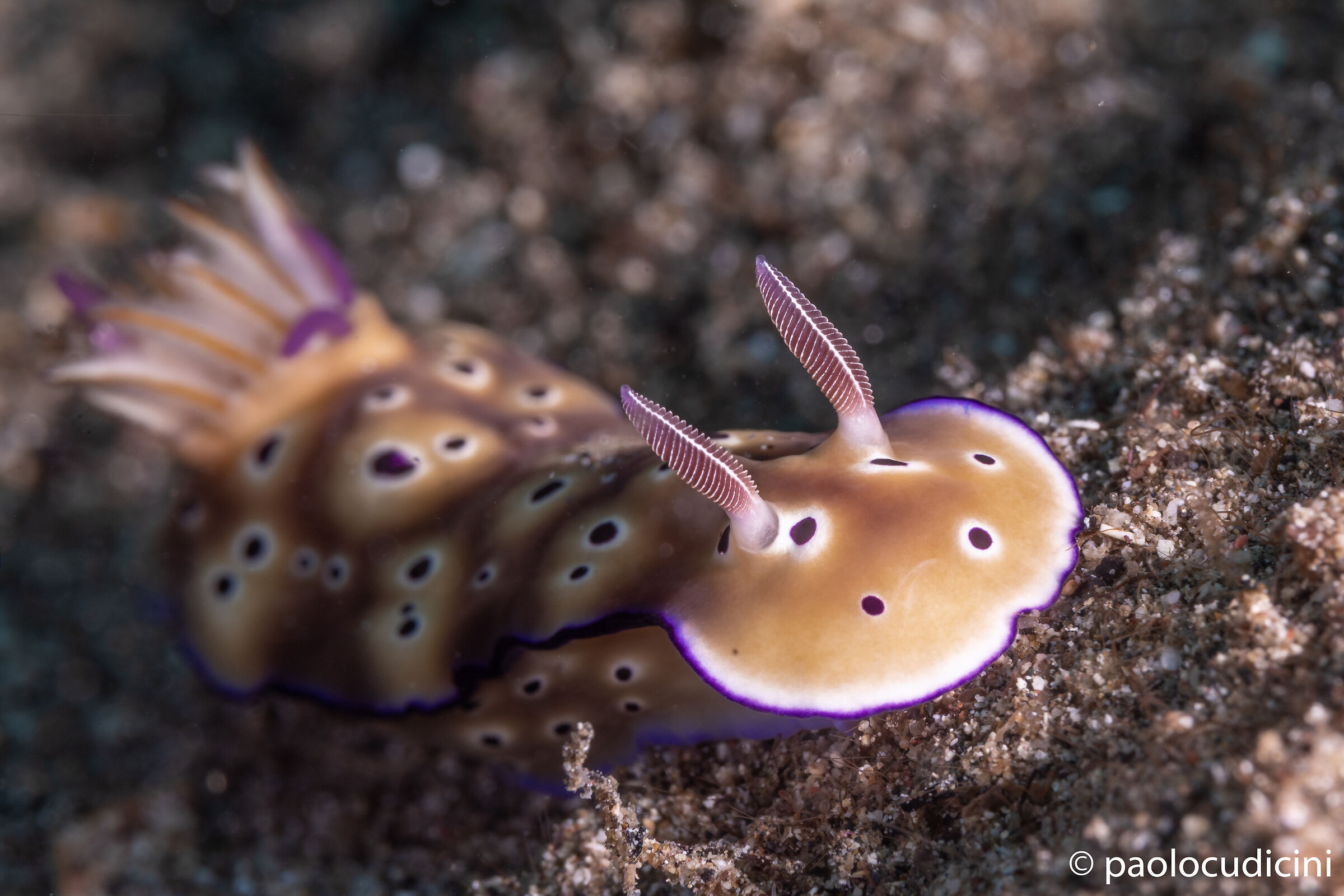 Goniobranchus Leopardus. Bunaken n.p.