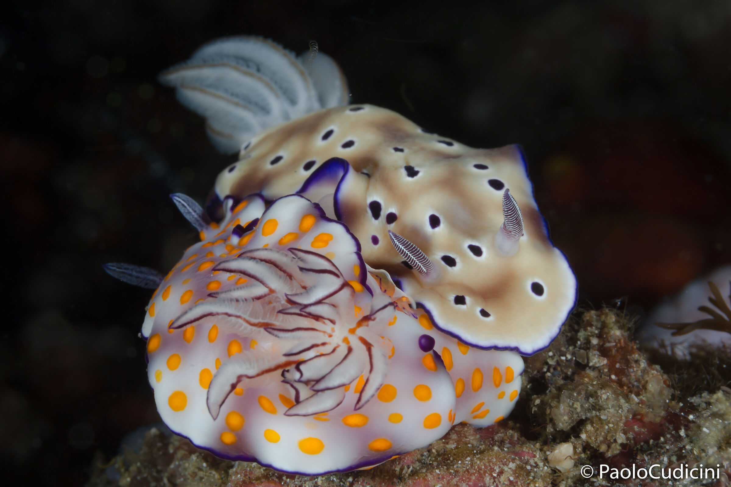Hypselodoris tryoni & pulchella. Komodo