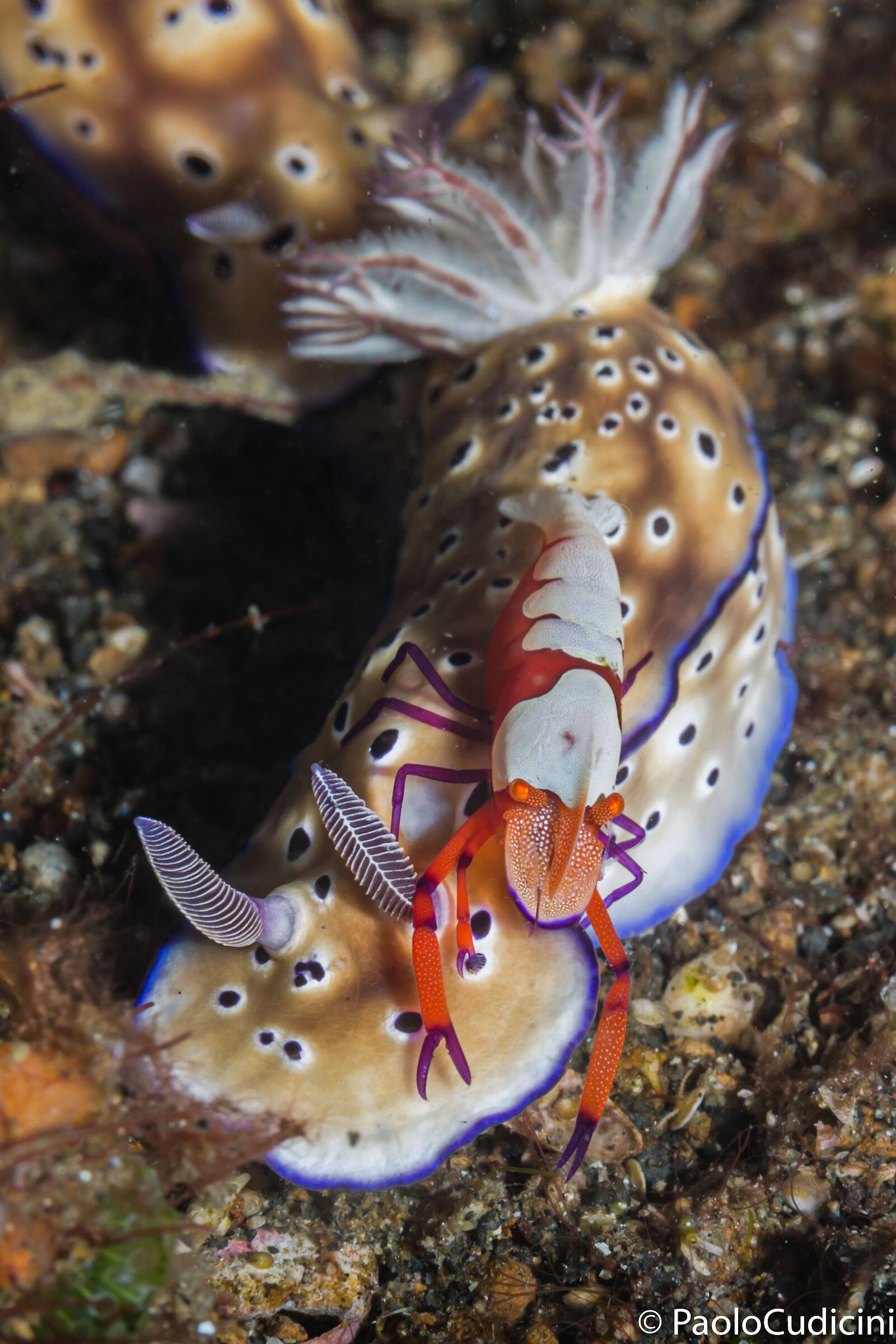 Hipselodoris Tryoni & Emperor shrimp.