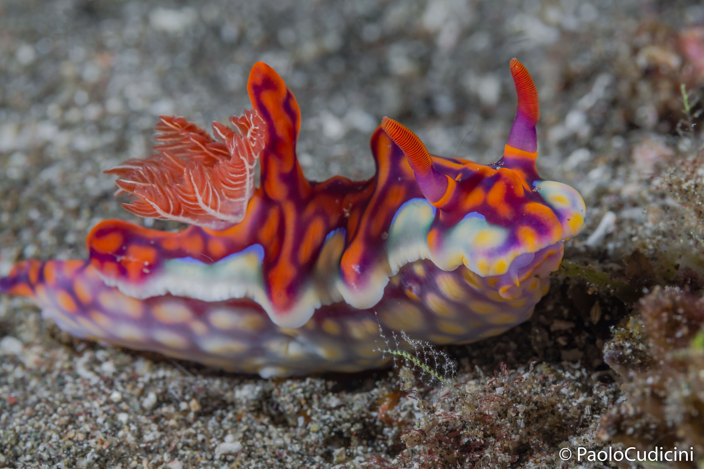 Ceratosoma magnificum. Komodo