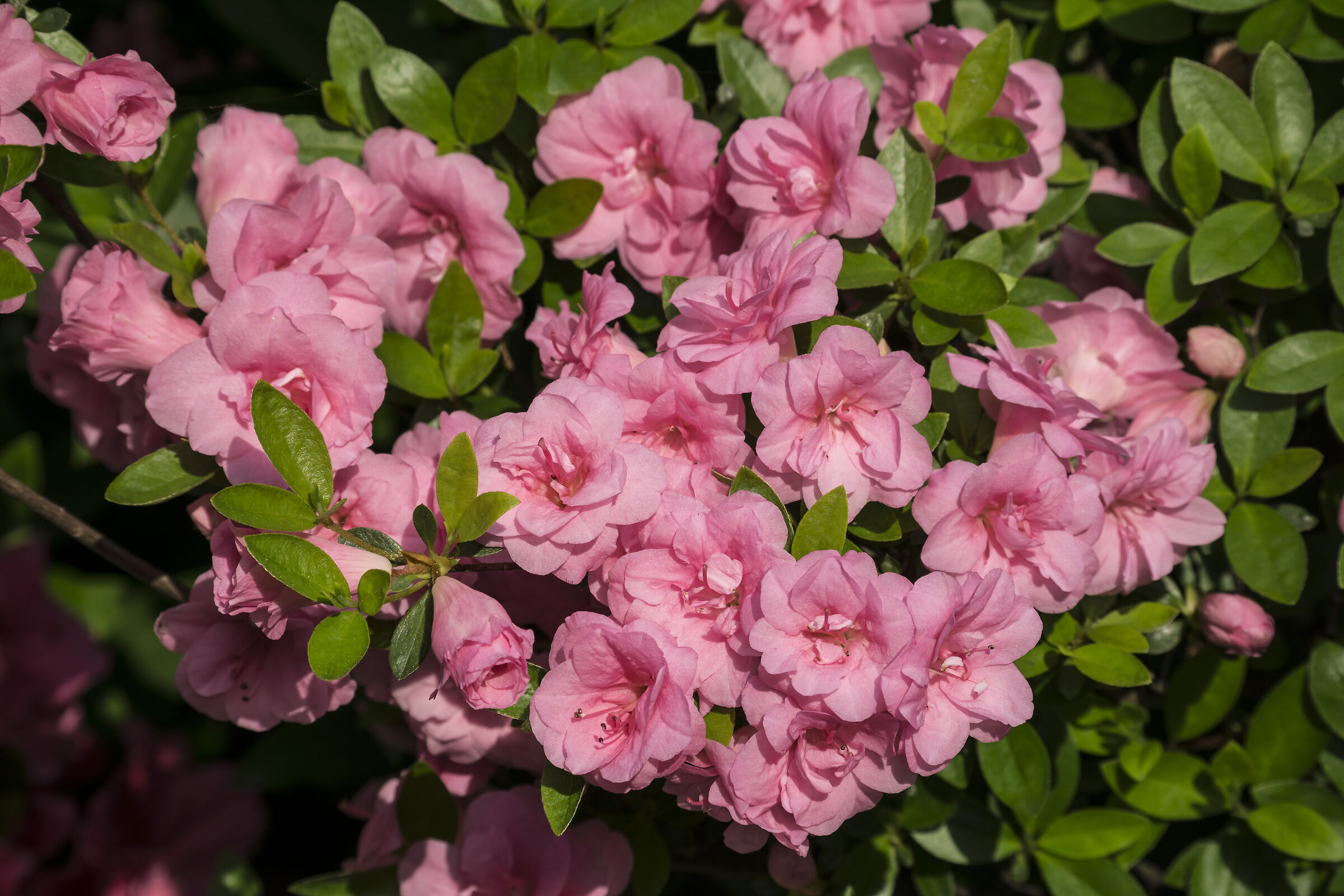 Fiori di azalea - 5
