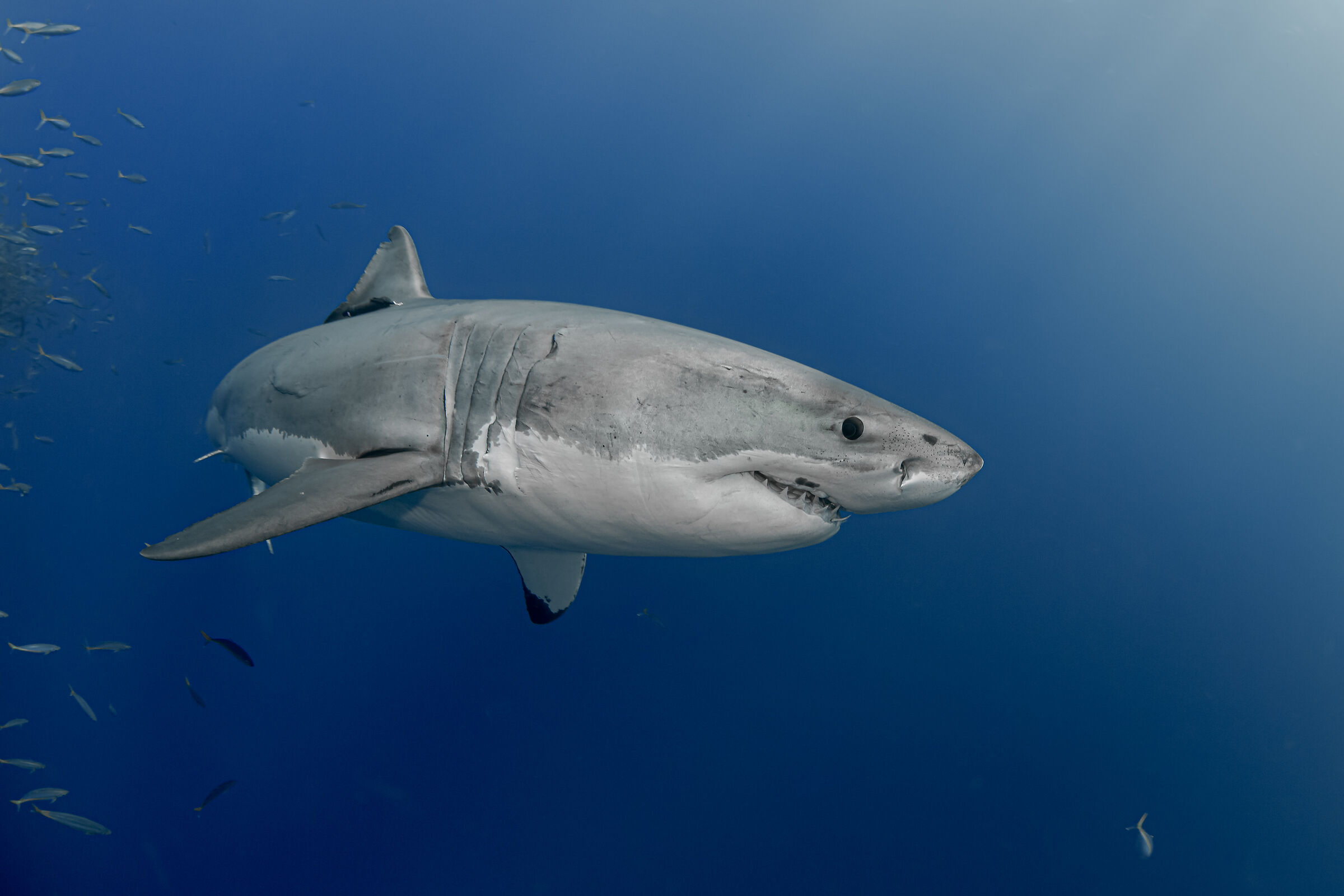 Great White Shark. Guadalupe Island.