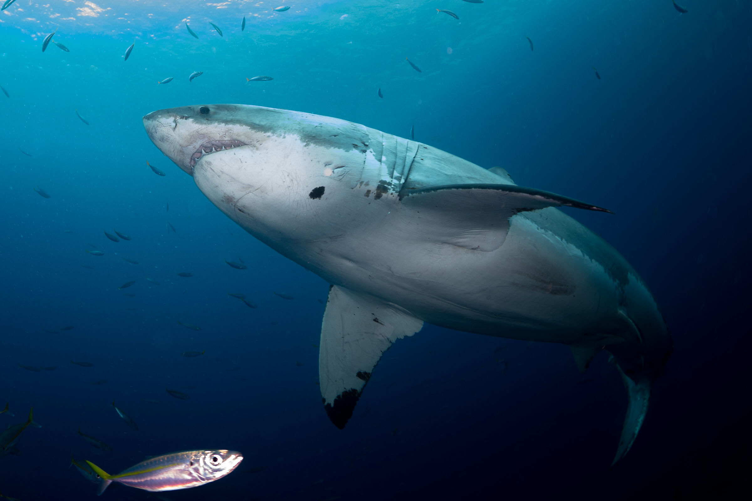 Great White Shark. Guadalupe Island.