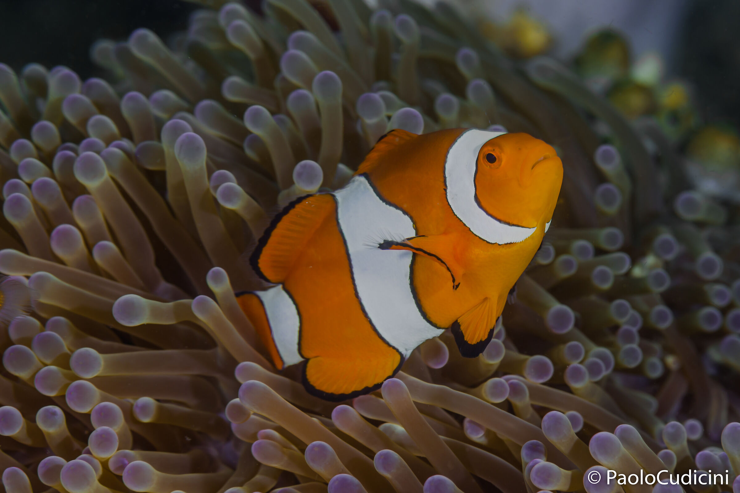 Clown anemonefish. Lembeh.